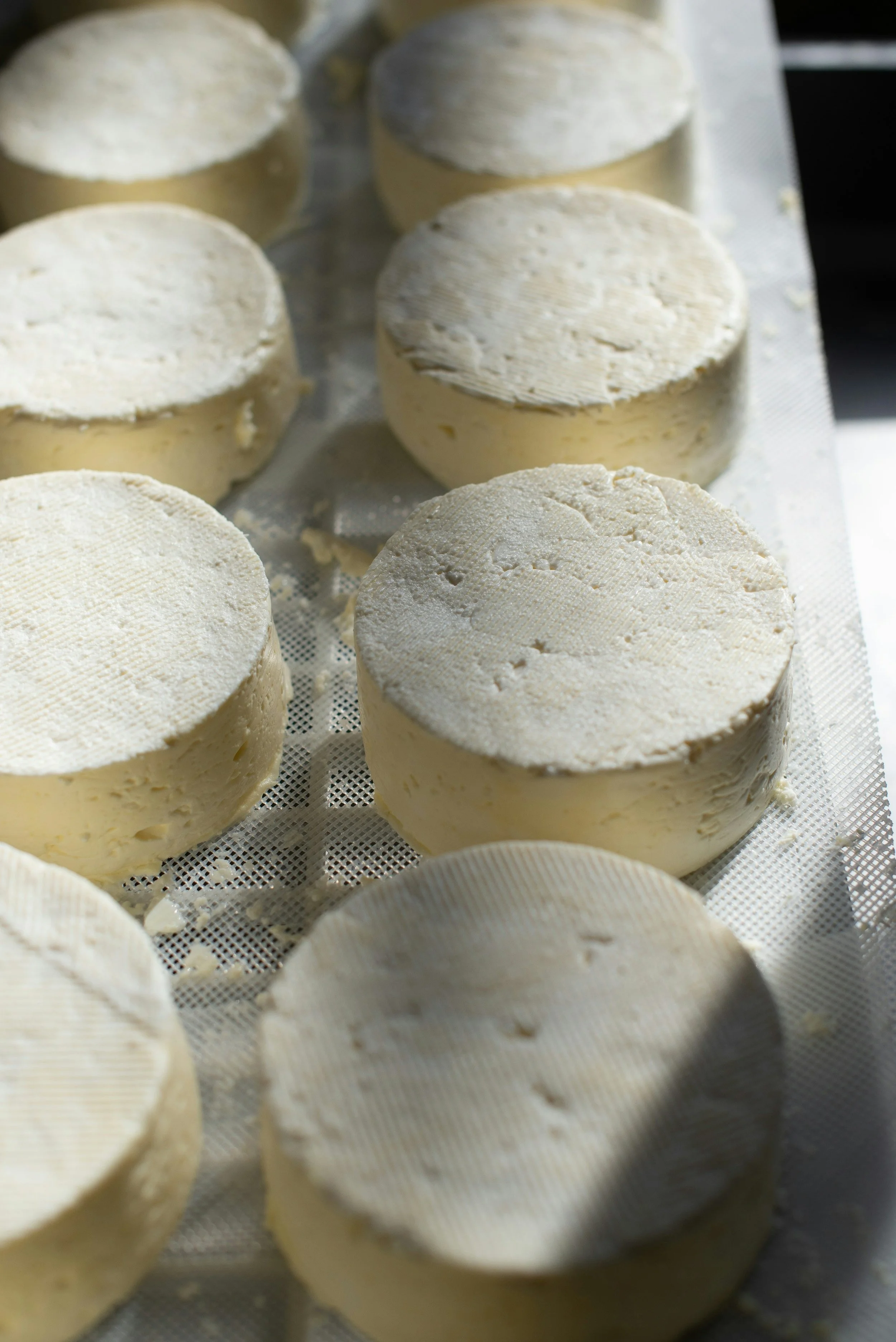 Round, white cheese wheels on a metal surface.