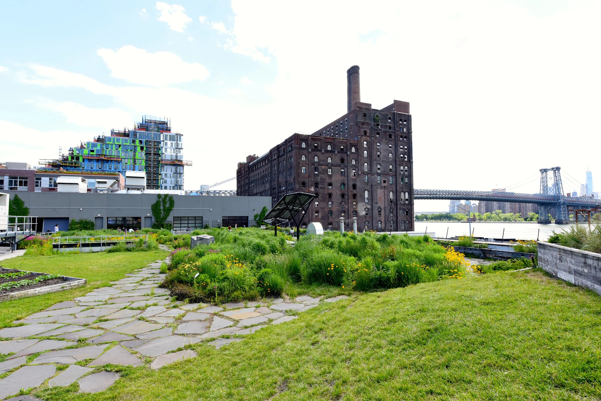 Williamsburg Green Roof