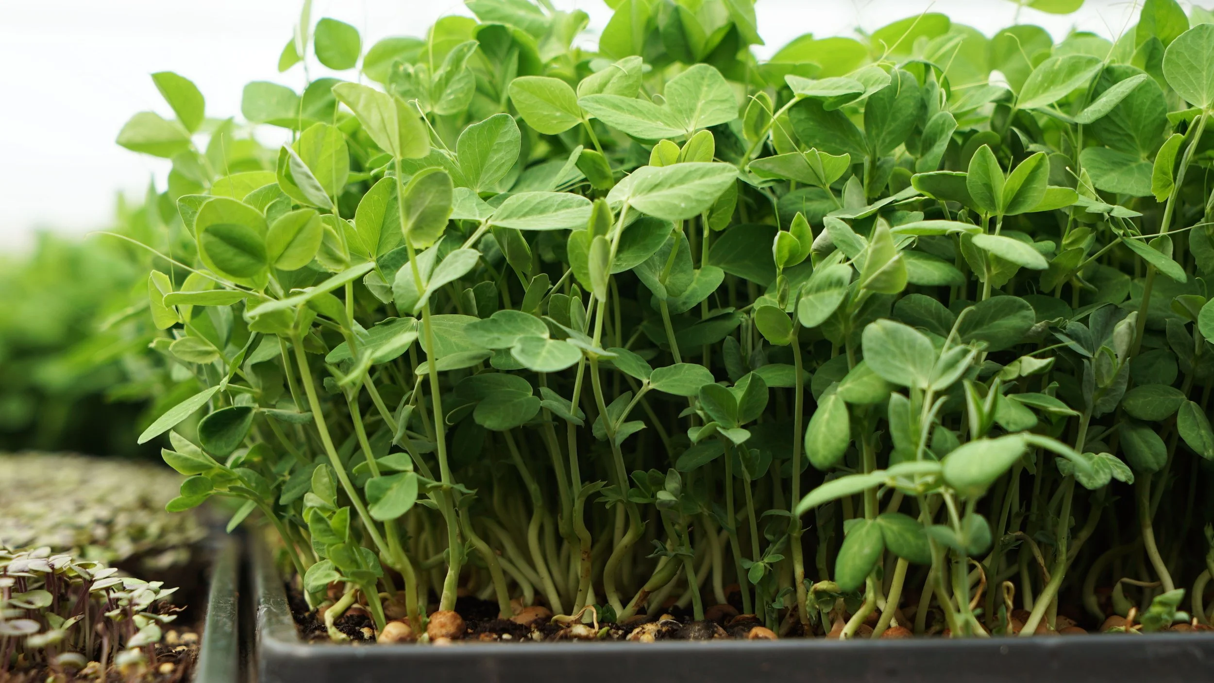 INTRODUCTION TO MICROGREENS