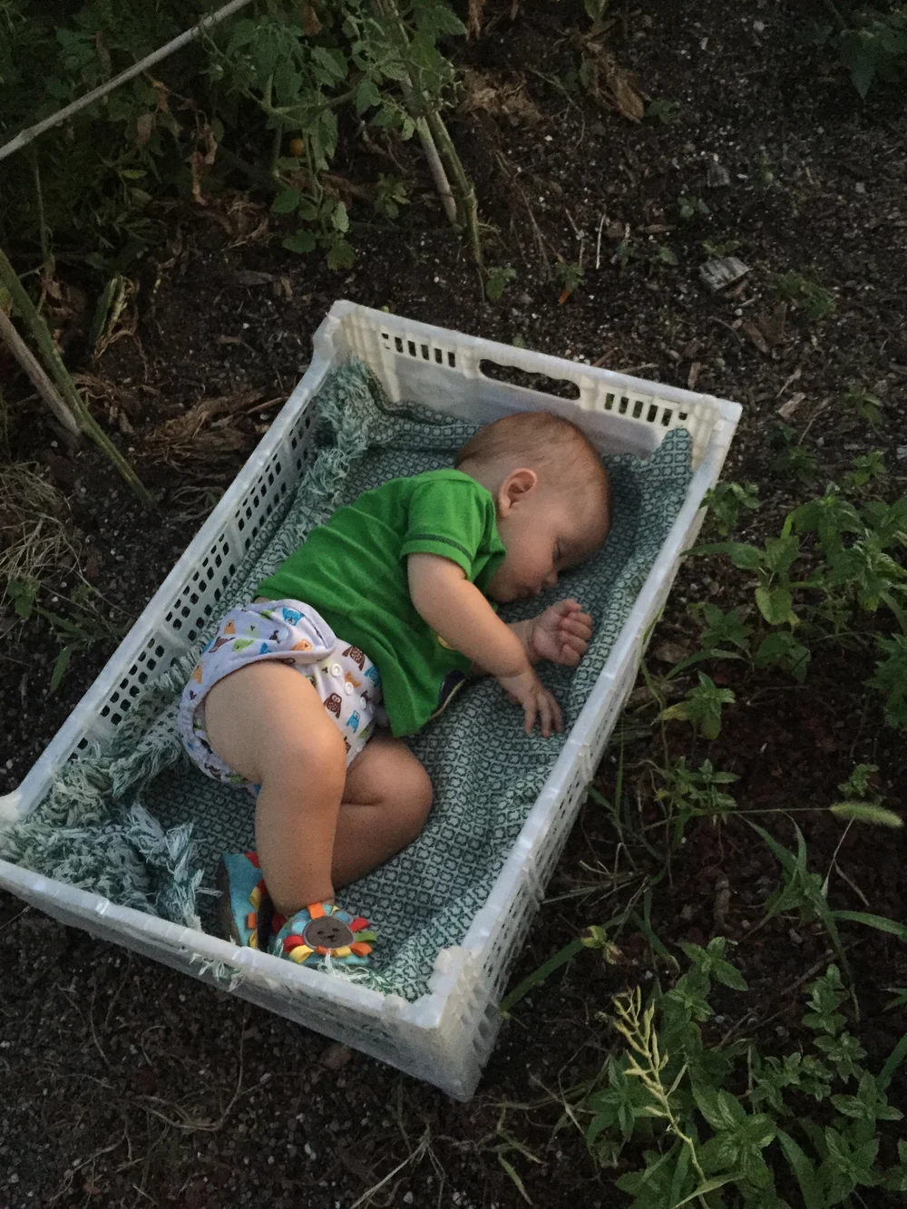 Solomon napping in harvest bin.jpeg