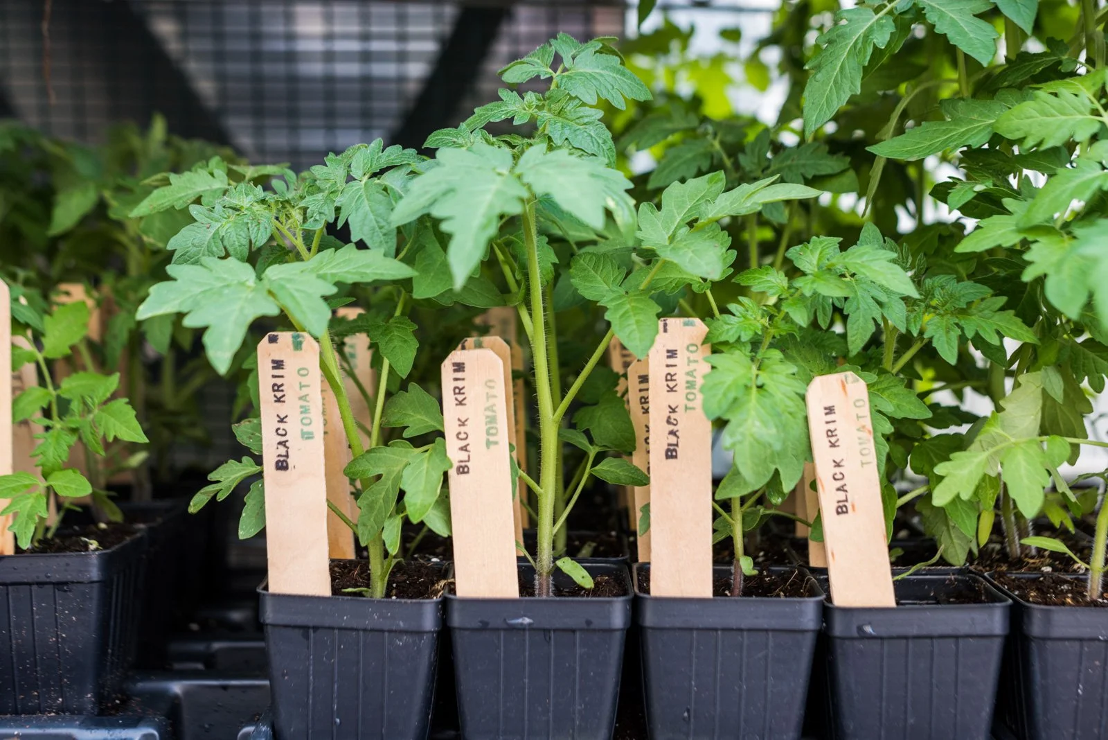 _DSC0621.jpg