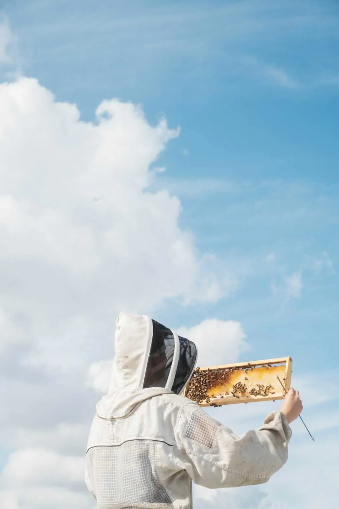 BEEKEEPING 101: HIVE INSPECTION 