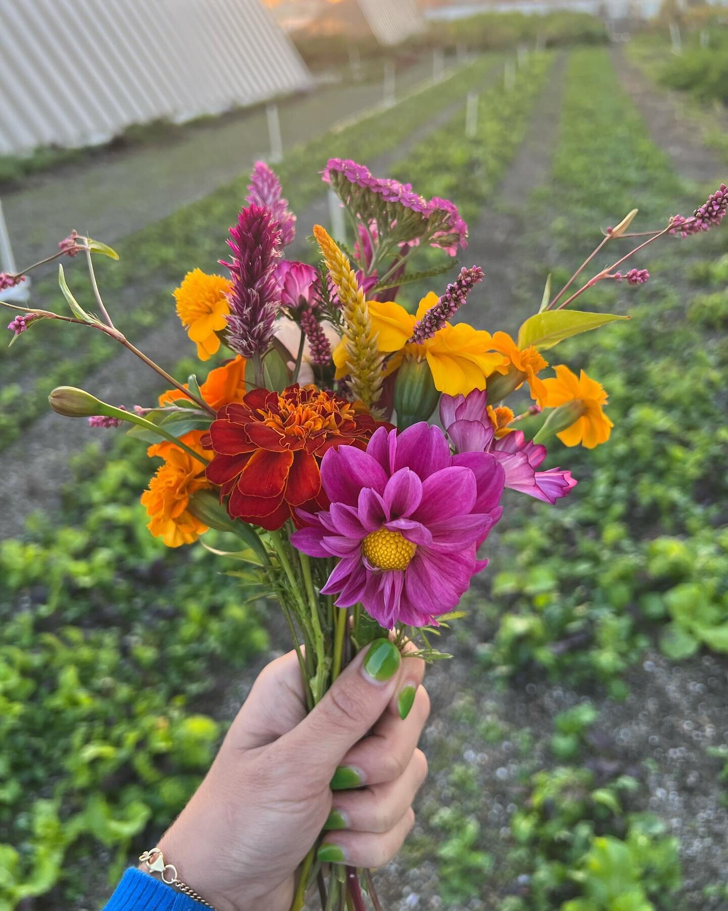 Did you know that we offer farm-fresh floral arrangements for your Brooklyn Grange events?  Keep your party decor easy and ultra-local with our simple seasonal bud vase and mason jar bouquets. From the fields to your festivities!