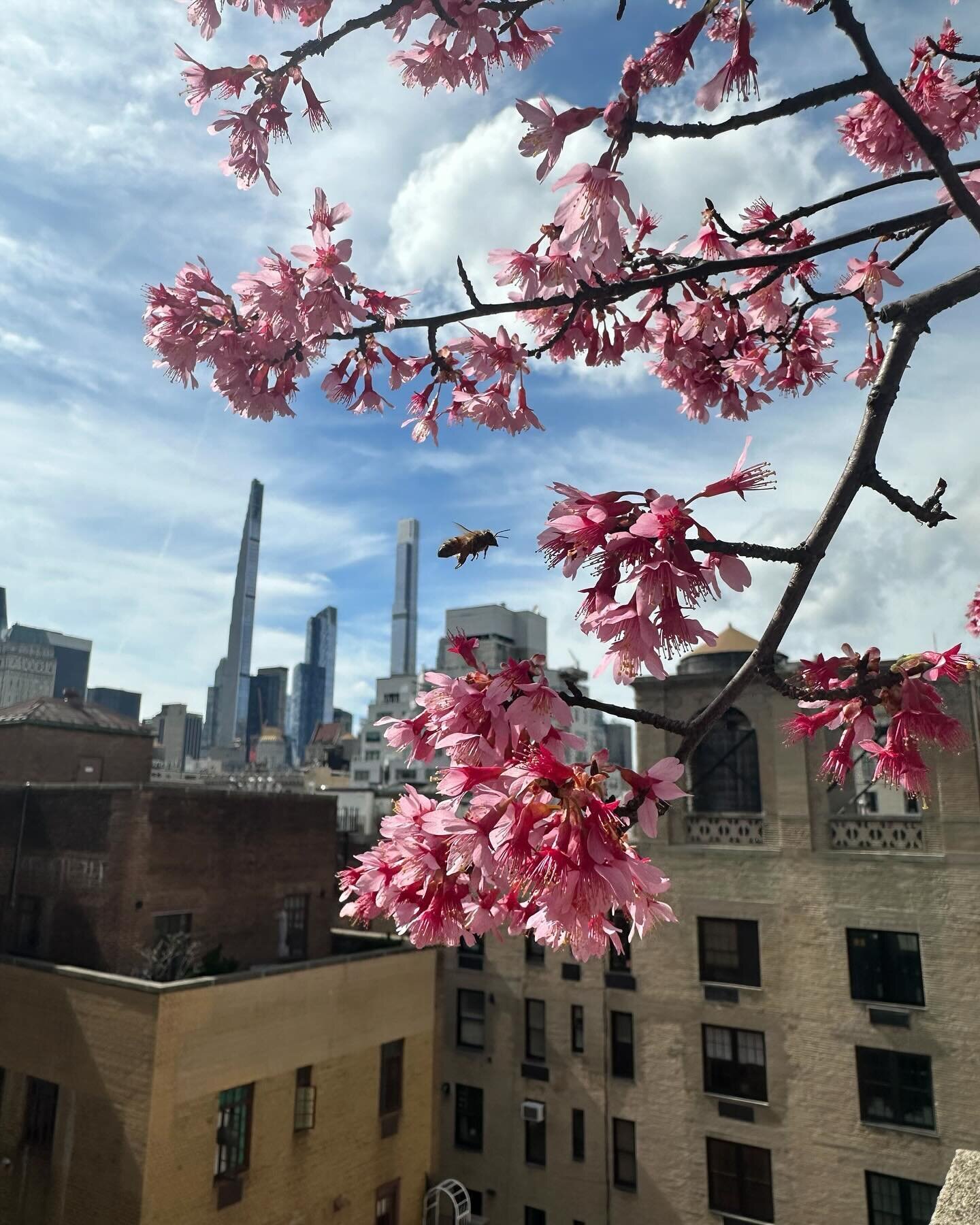🌷🌸Signs of spring despite the ☔️! 

False spring be damned. The growing season is here and we have the receipts, proof, timelines, and screenshots to prove it. (IYKYK). But really, you don&rsquo;t want to be on our Slack. Much like this cherry blos
