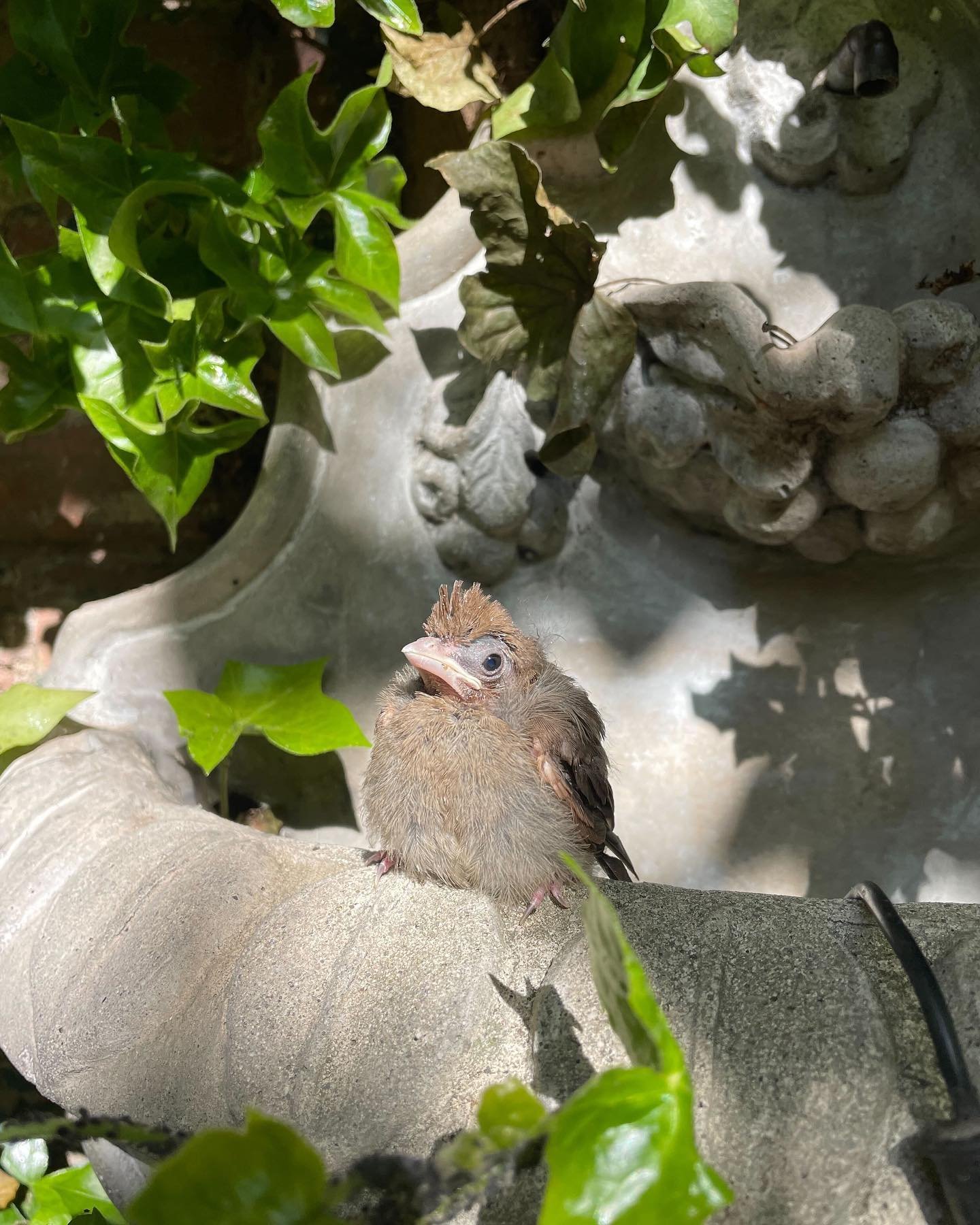This fledgling cardinal just 🐣 in to say&hellip;

🌱💚🌏HAPPY🌍EARTH🌎DAY💚🌱

Between sowing spring crops, servicing client garden sites, and testing farm-fresh beverage recipes, our team took time to put together a playlist of planetary tunes perf
