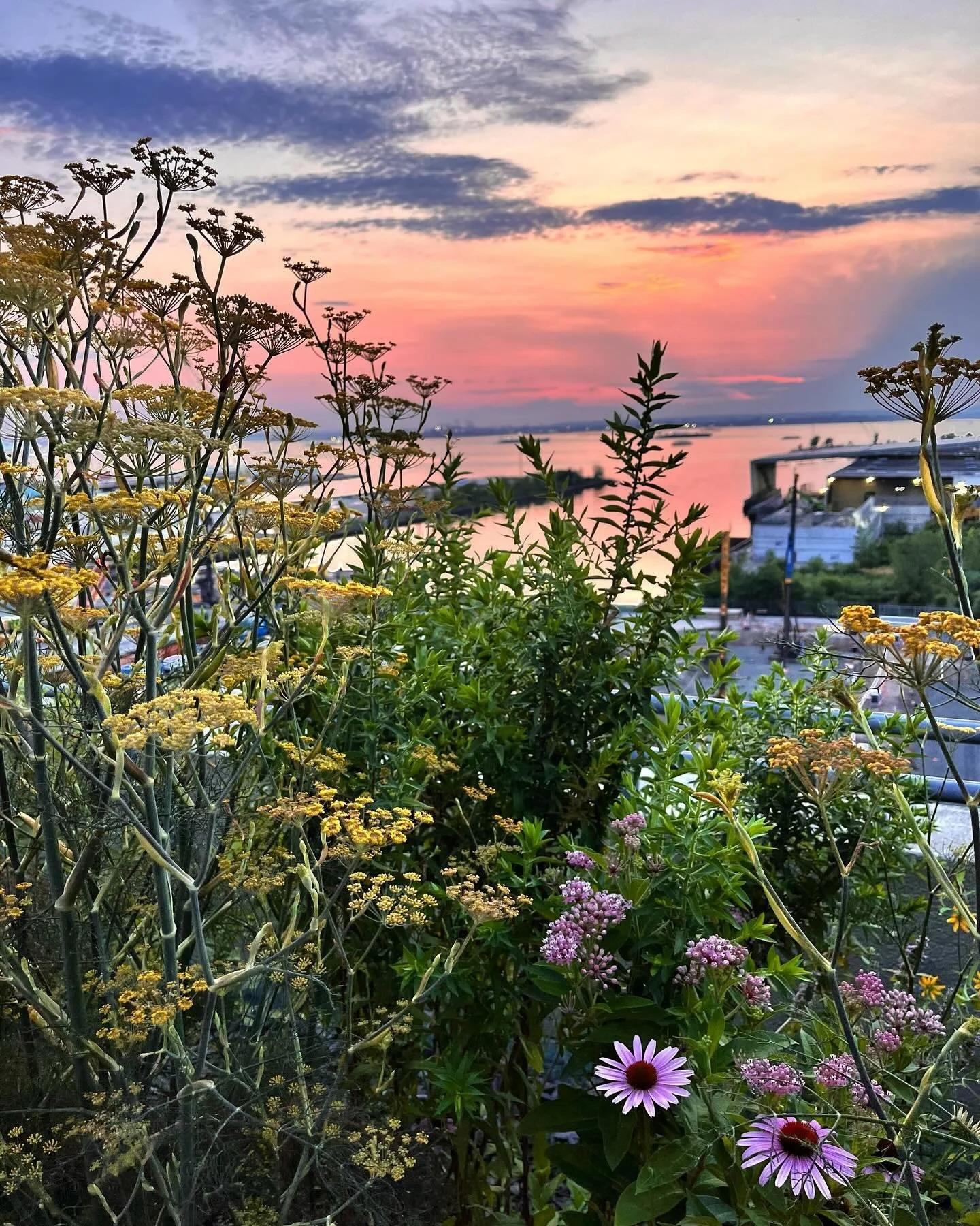 And here we are ~  the unofficial last hurrah of summer (how did this happen so quickly?!?). Come see us on Sunday at McGolrick Park farmers market 9am-2pm to load up on late summer veg🥬 🍅 @downtoearthmkts