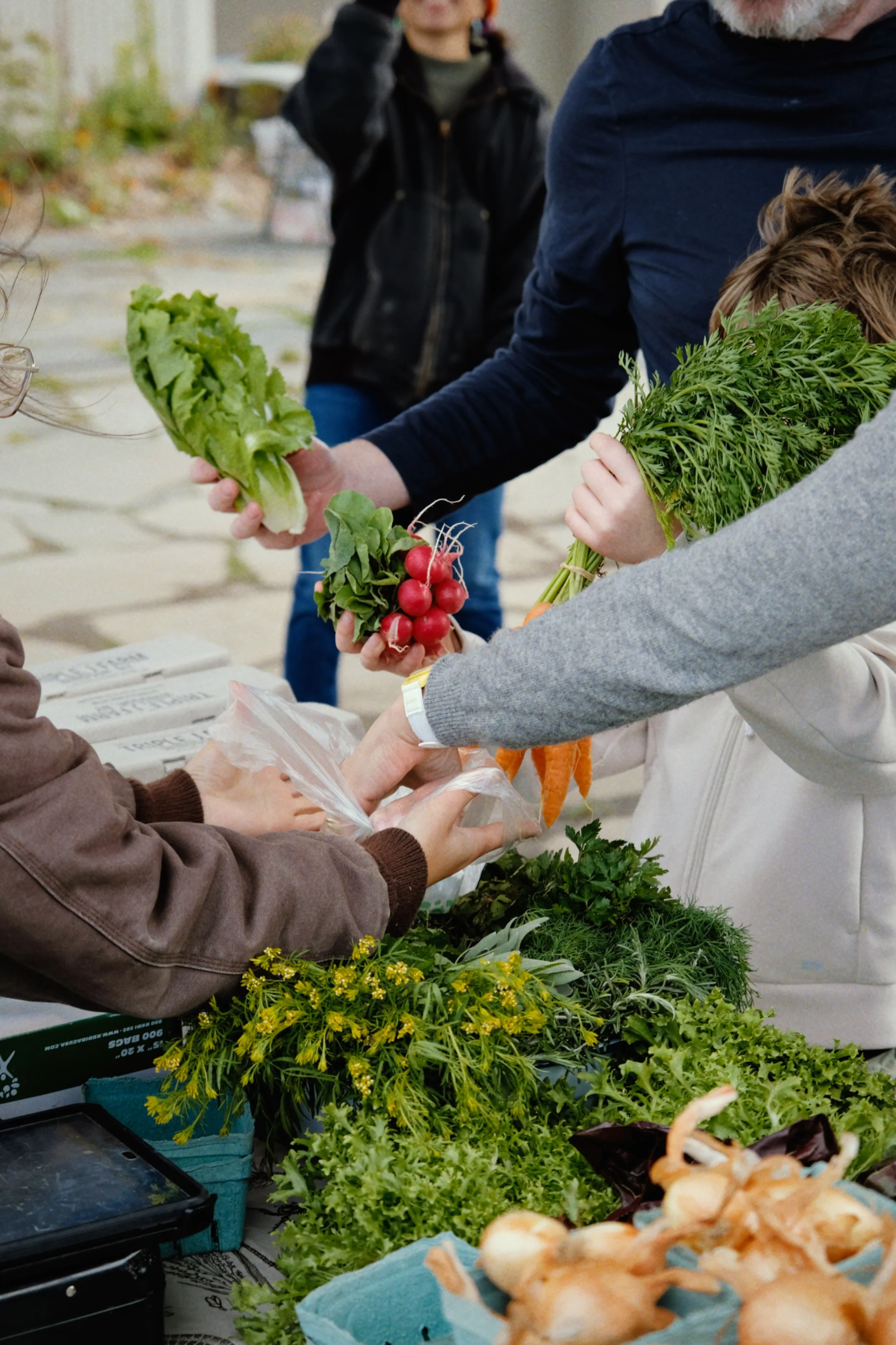 BROOKLYN GRANGE & CITY GROWERS: FALL FEST & FAMILY FARM DAY