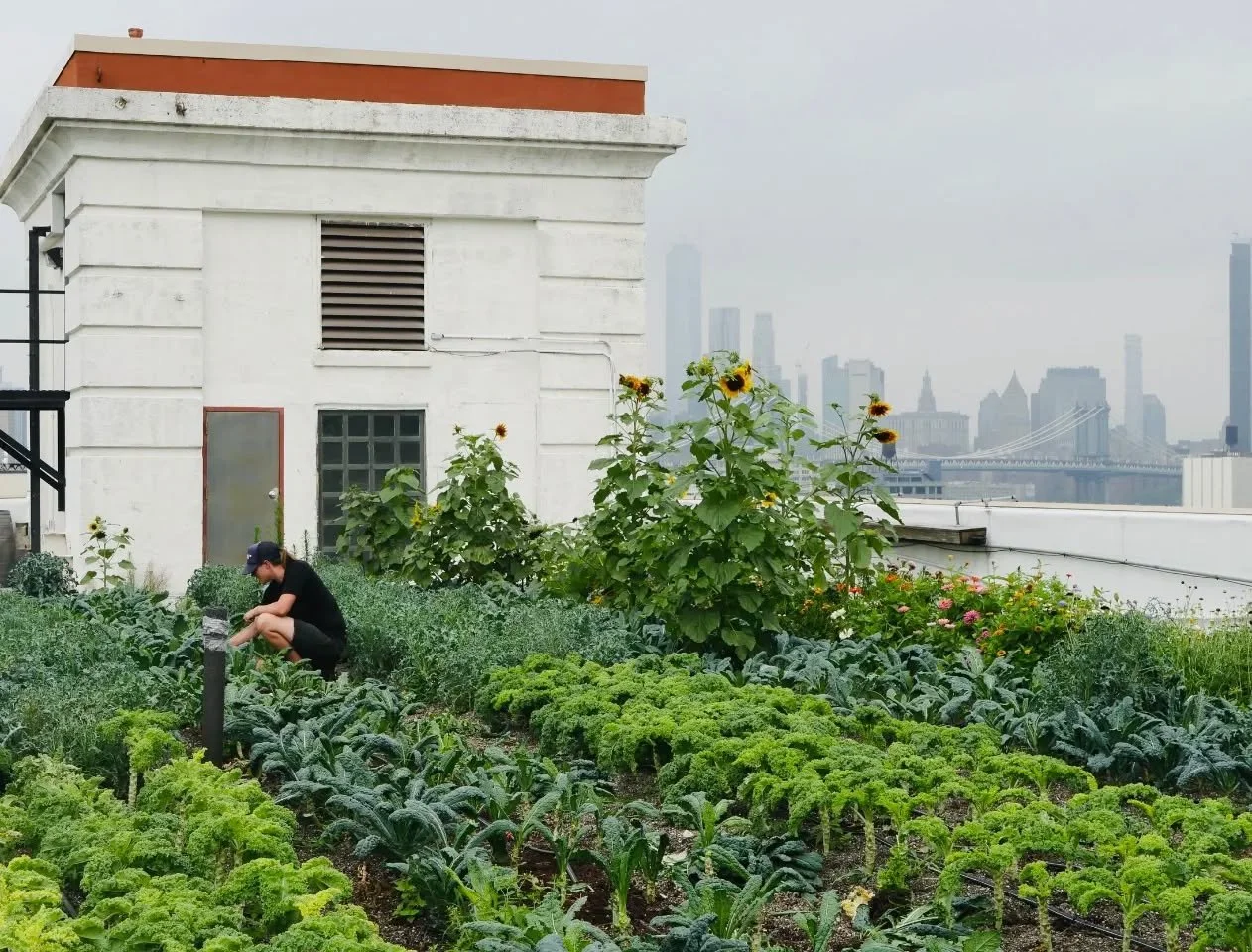 Winter is creeping in, and it feels right to slip back to May when the farm breathed in color and light. 🌿☀

The rows were thick with green, the air warm and alive, kale lifting its leaves to the sun, sunflowers turning their faces to the sky. @broo