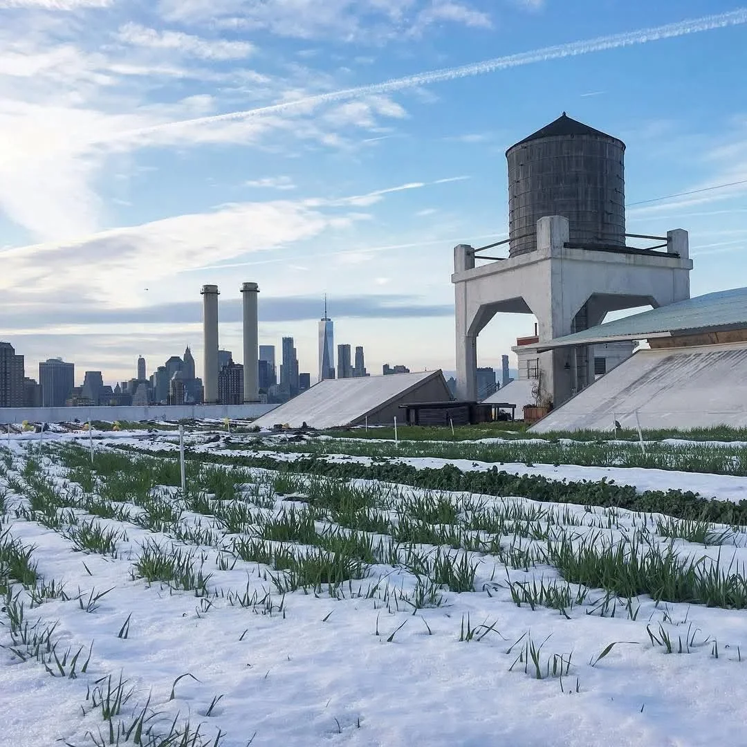 @brooklyngrange under a soft blanket of snow ❄️🌨️

Our rooftop farm transforms into a winter wonderland quiet, crisp, and beautifully frozen in time. Even beneath the snow, life pulses with resilience and promise. Nature&rsquo;s peaceful pause right