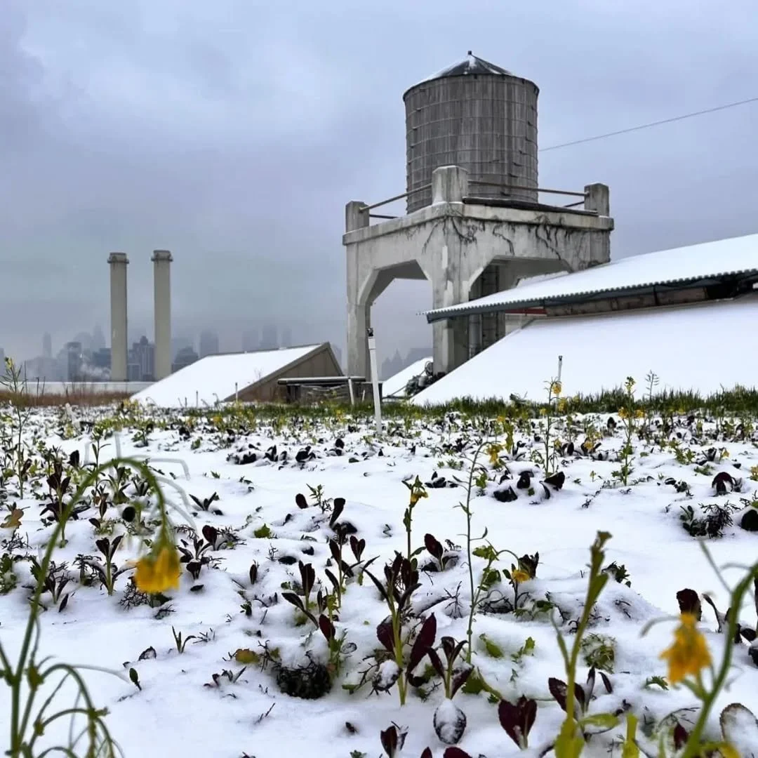 Breaking through the snow ❄️🌱 tiny green shoots and blooms are proof that life always finds a way.

Winter can&rsquo;t hide the magic above the city! Come, discover, celebrate, and experience nature&rsquo;s resilience rooftop style 🌆💛

#BrooklynGr