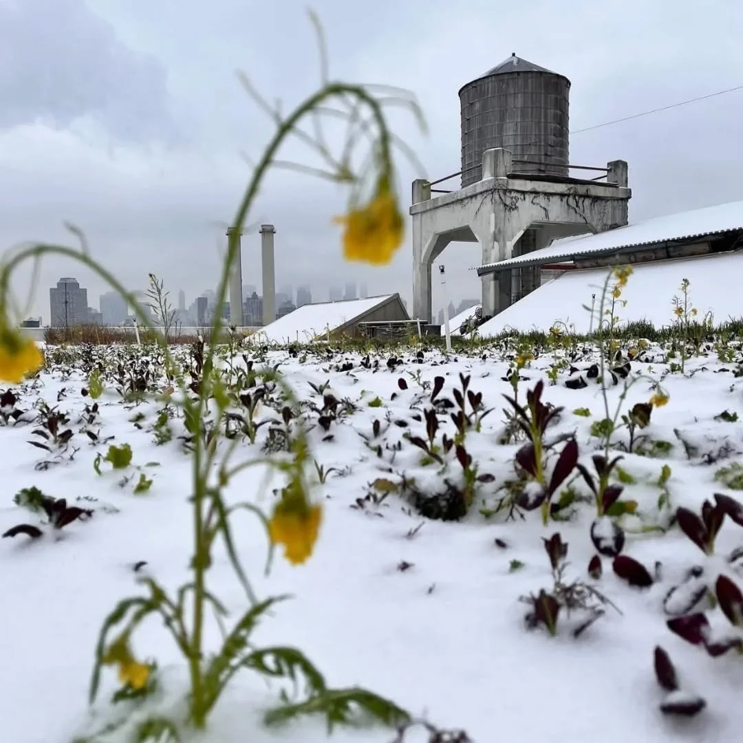 Snow holding space for what&rsquo;s next ❄️🌱
Snow dusted greens, skyline views, and @brooklyngrange magic. Rooftop scenery, unforgettable events, and feel good moments above the city. Save this for your next rooftop plan ✨🌆

#BrooklynGrange #Roofto
