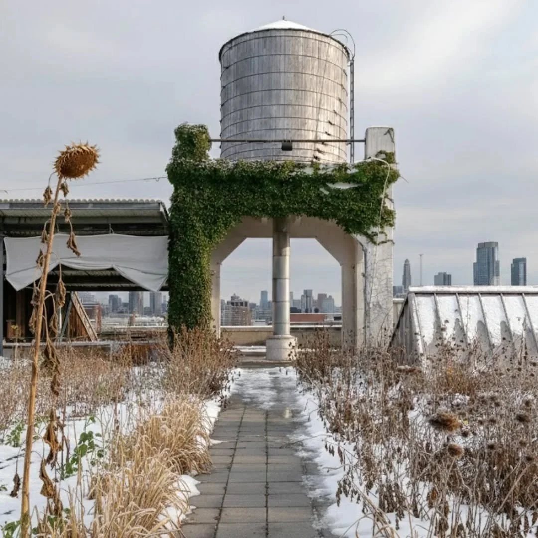 Where ice fades, life begins again. ❄️🌱✨

Winter&rsquo;s quiet beauty is slowly giving way to new energy on the rooftop open skies , city views , and the promise of brighter days ahead. ☁️🏙️🌿

#brooklyngrange #rooftopfarm #nycviews #visitnyc #nyce