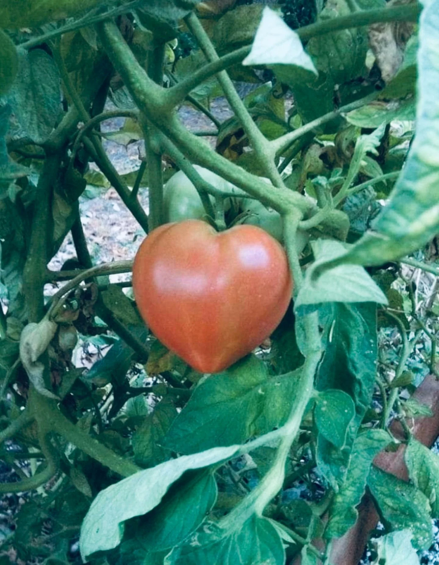 Some love is loud.
Some love is tending the soil in February.

At Brooklyn Grange, we believe in the quiet kind. The kind that composts, that waits, that trusts what is planted will return. The kind that understands growth takes patience, care, and a