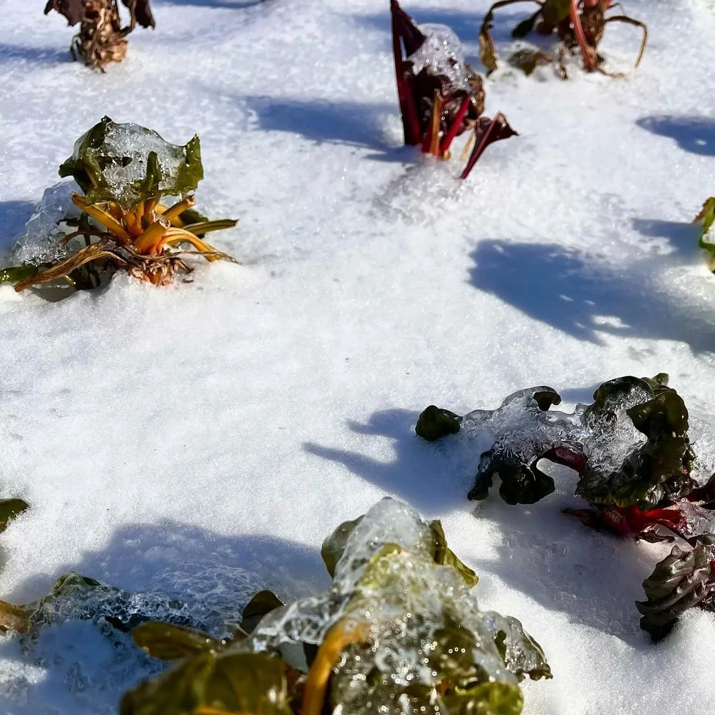 Snow hides the season where magic begins. ❄️✨

Just beneath the quiet winter glow, the city is already preparing for rooftop views, vibrant gatherings, and unforgettable moments in the sky.

#BrooklynGrange #NYCEvents #NYCViews #RooftopMagic #UrbanOa
