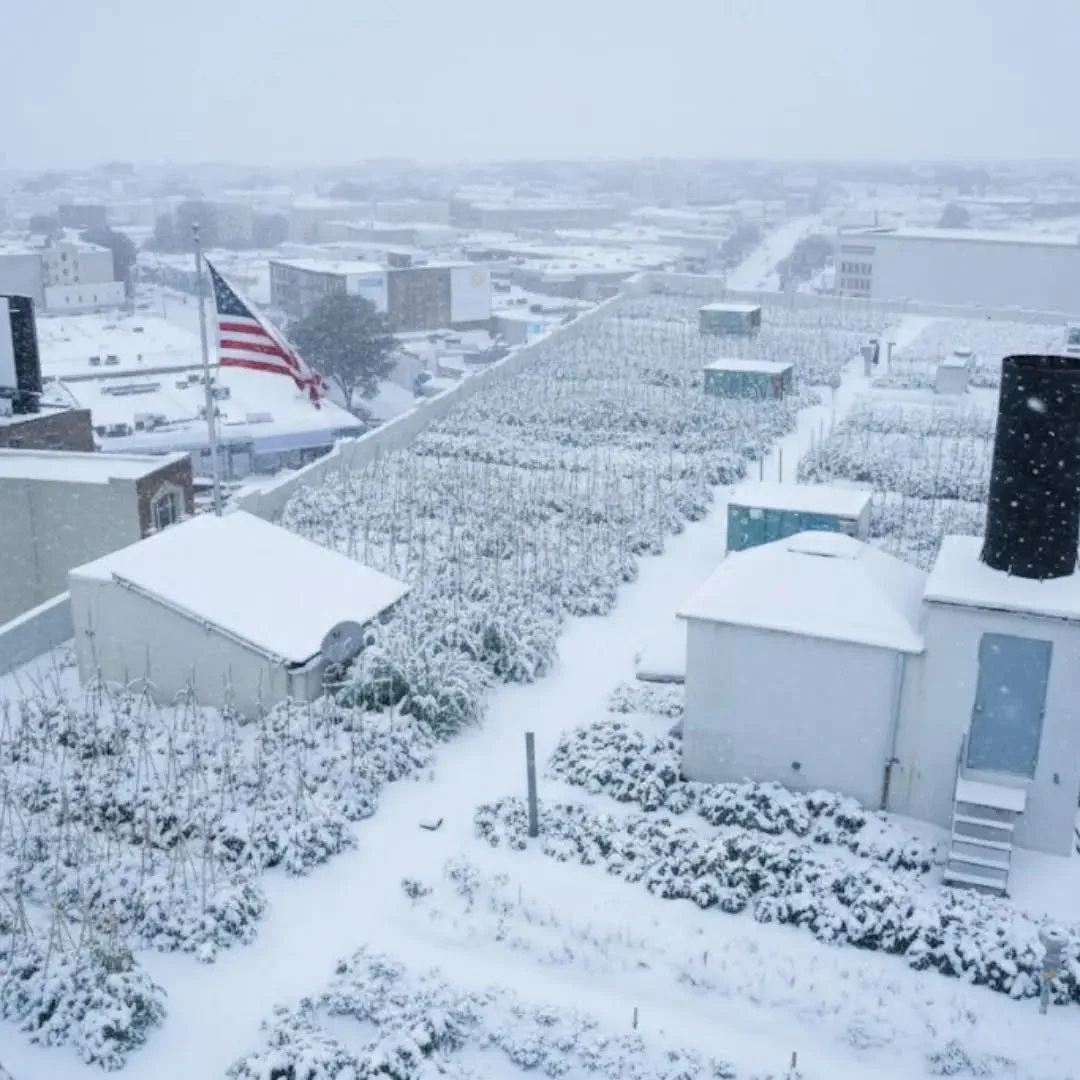 The snow reigns supreme ❄️🌨️

@brooklyngrange is rocking that winter crown, turning our rooftop farm into a frosty urban paradise.

#BrooklynGrange #UrbanFarming #RooftopGarden #SnowDayVibes #WinterMagic