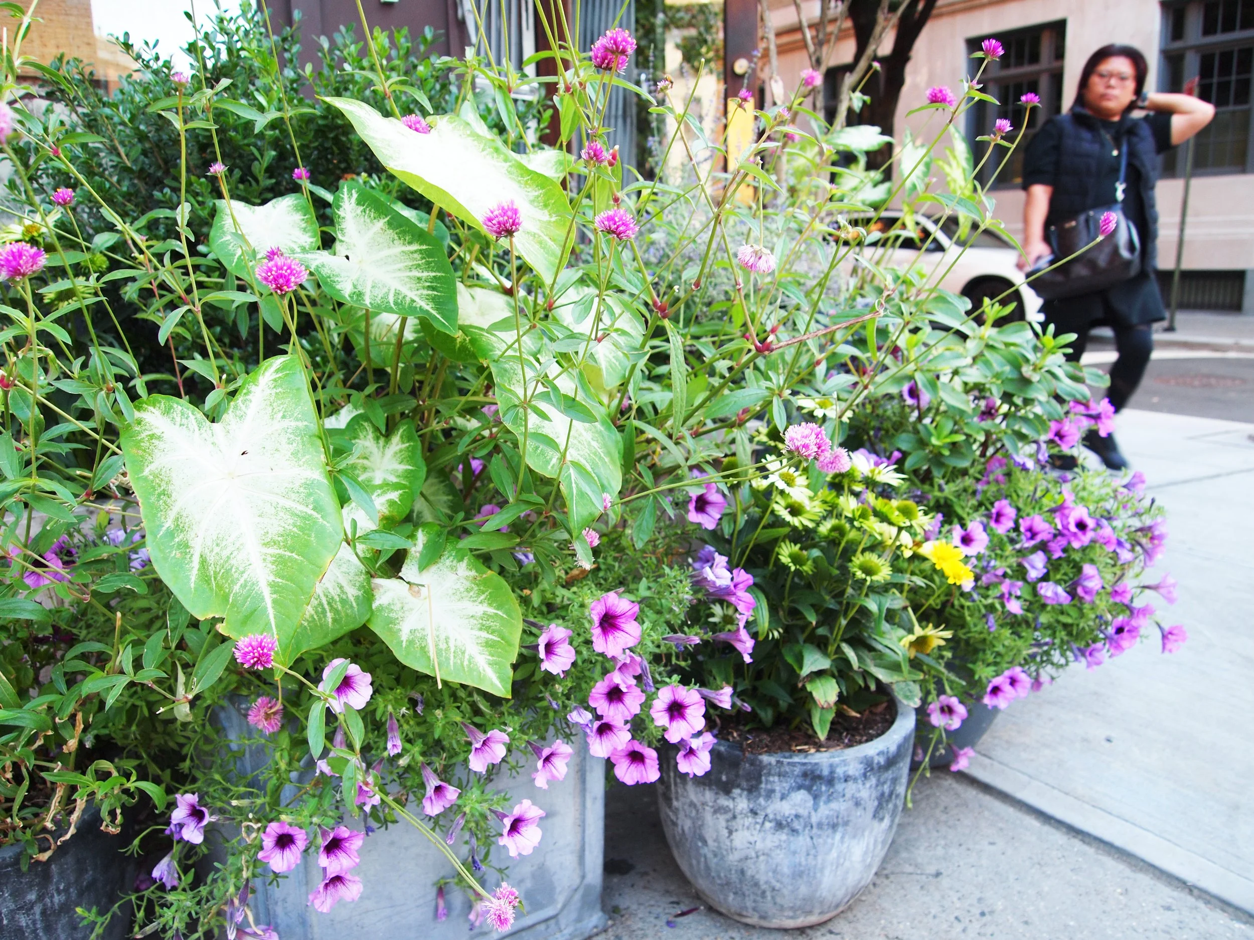 restaurants jeffrey's 2019 schantz 4.jpg