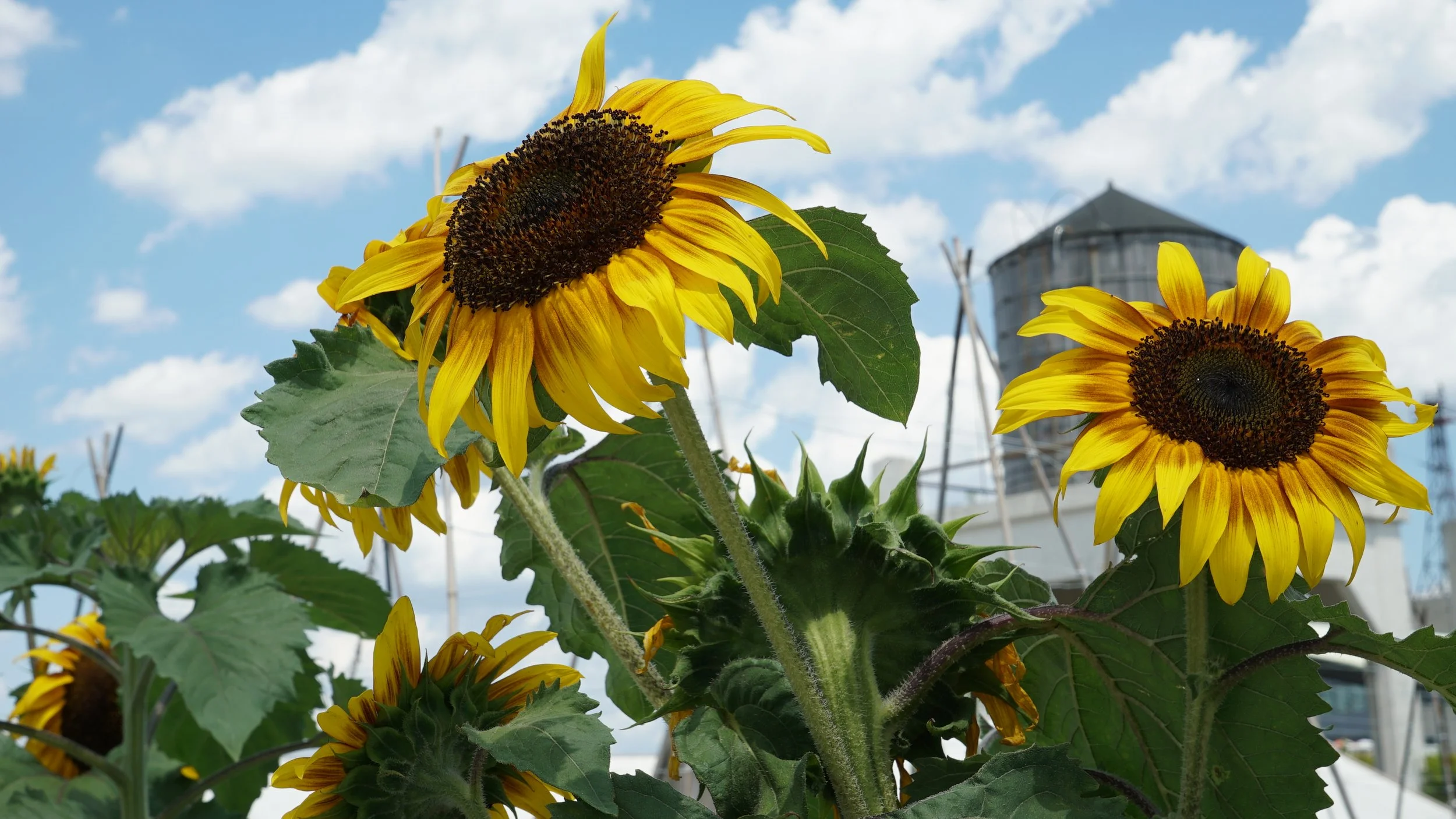 Two blooming sunflowers with yellow petals and dark centers, set against a partly cloudy sky and a water tower in the background.