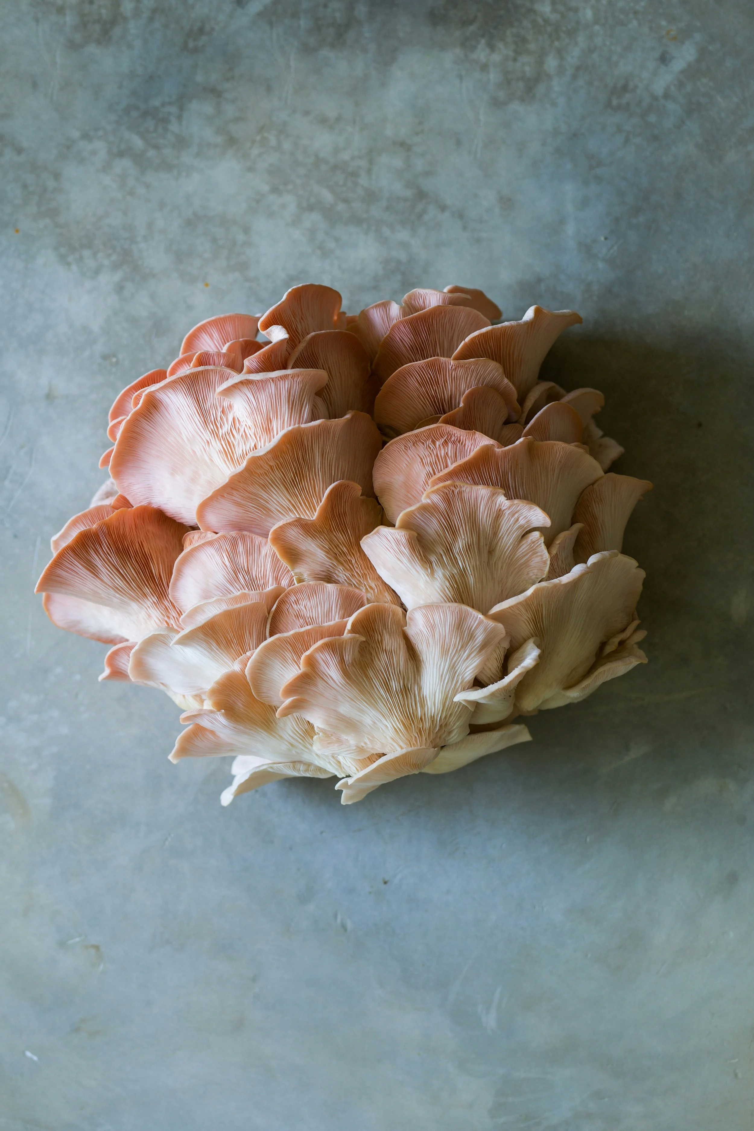 A cluster of oyster mushrooms on a gray surface.