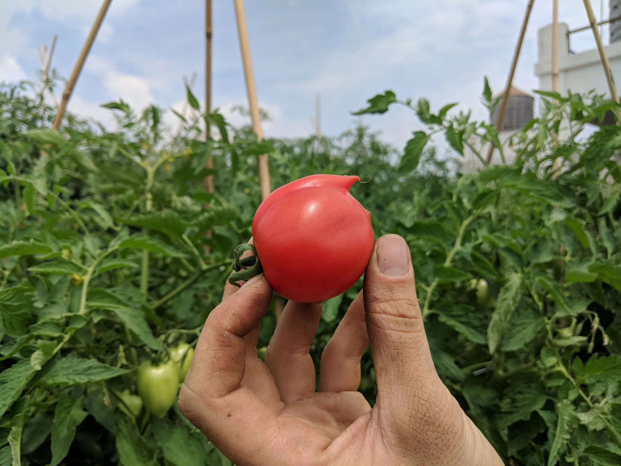 A person's hand holding a ripe, red tomato in a garden with green tomato plants and tomato cages in the background.