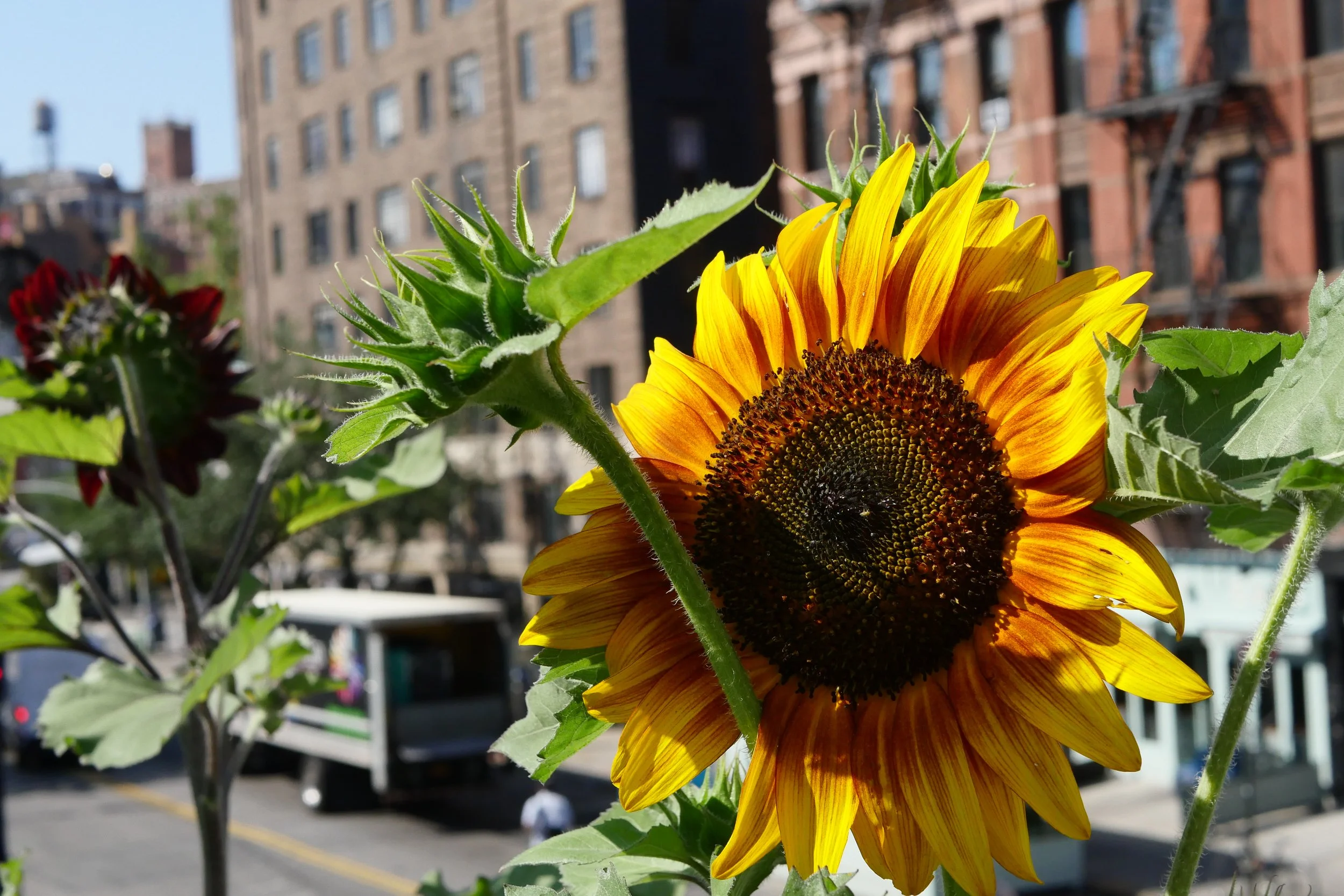 Rosemary's Restaurant Brooklyn Grange