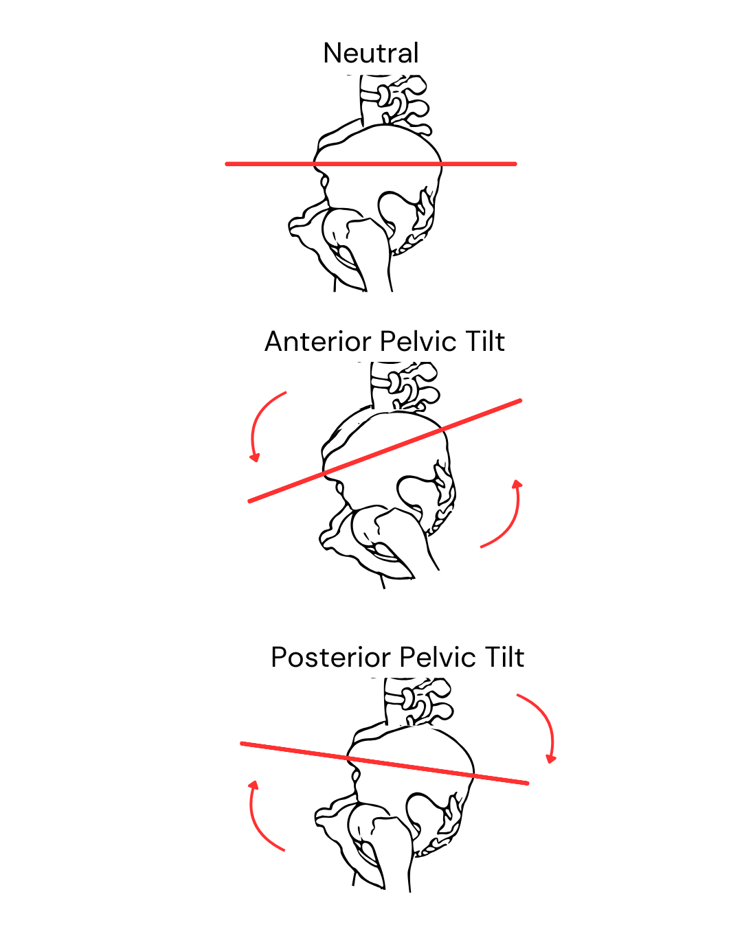 Anterior And Posterior Pelvic Tilt Anatomy