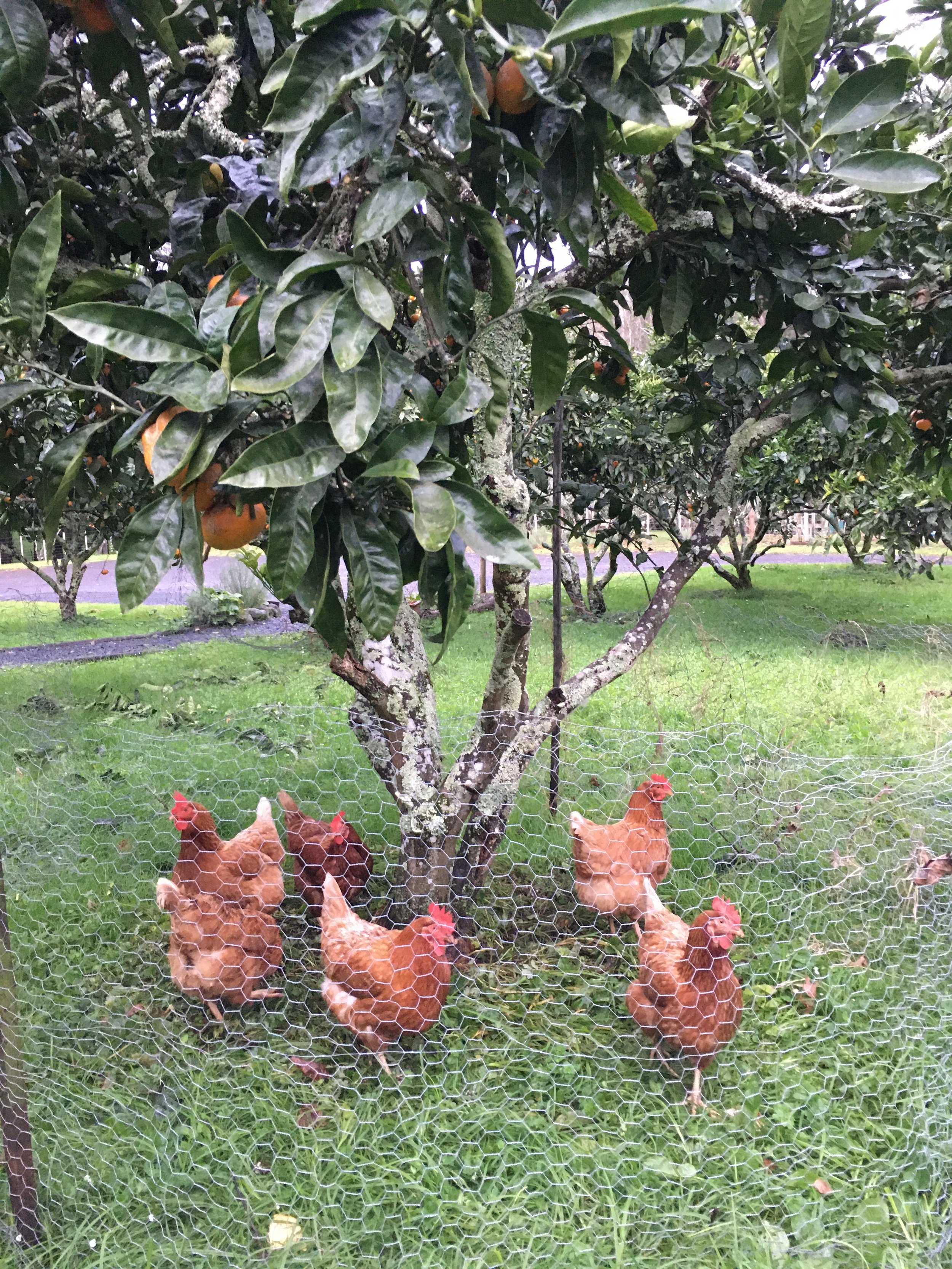 chickens.JPG