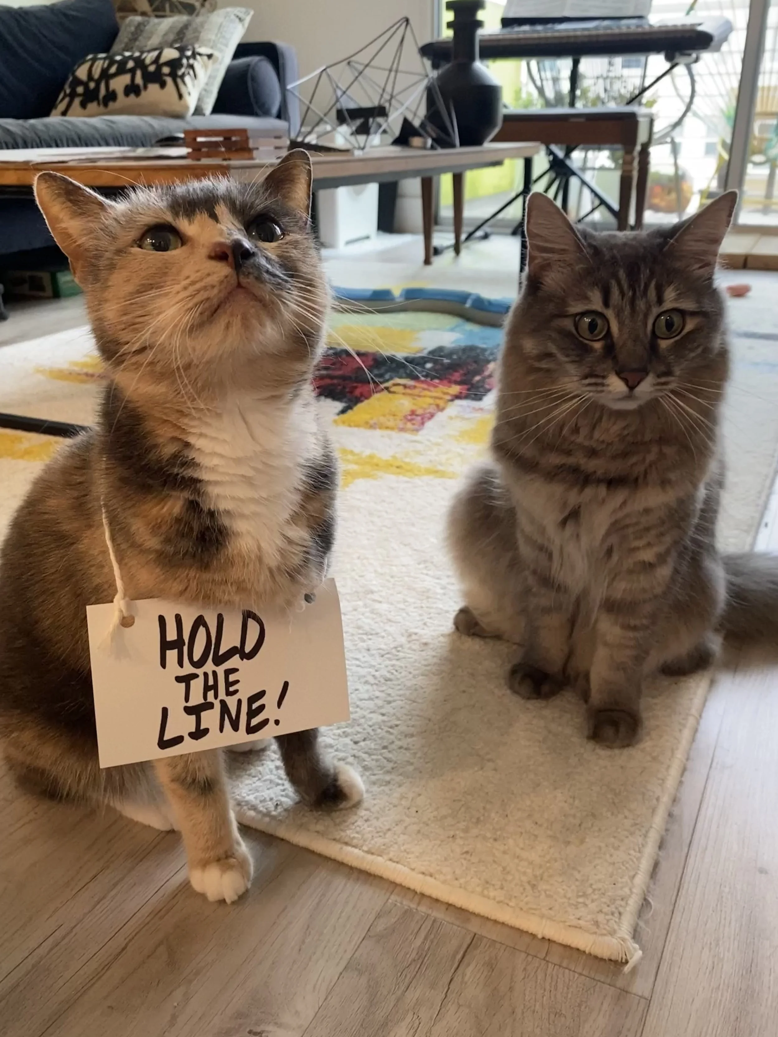 two cats, both with long patterned coats, sit next to each other. the one on the left has a sign around its neck that reads "hold the line." the one on the right looks startled, like it has seen a ghost