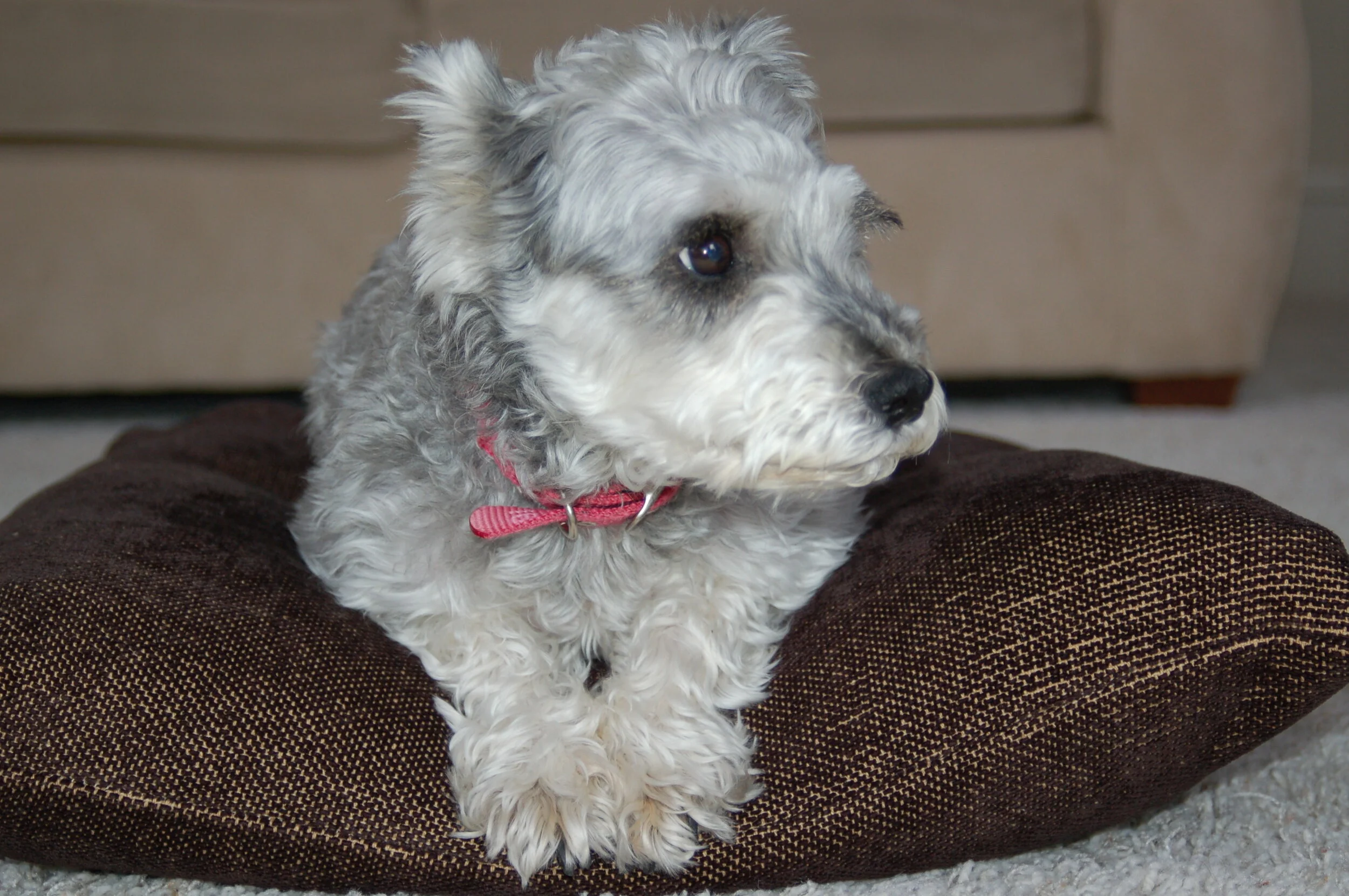 Meditating With Mary, Gorillas, and David Blaine