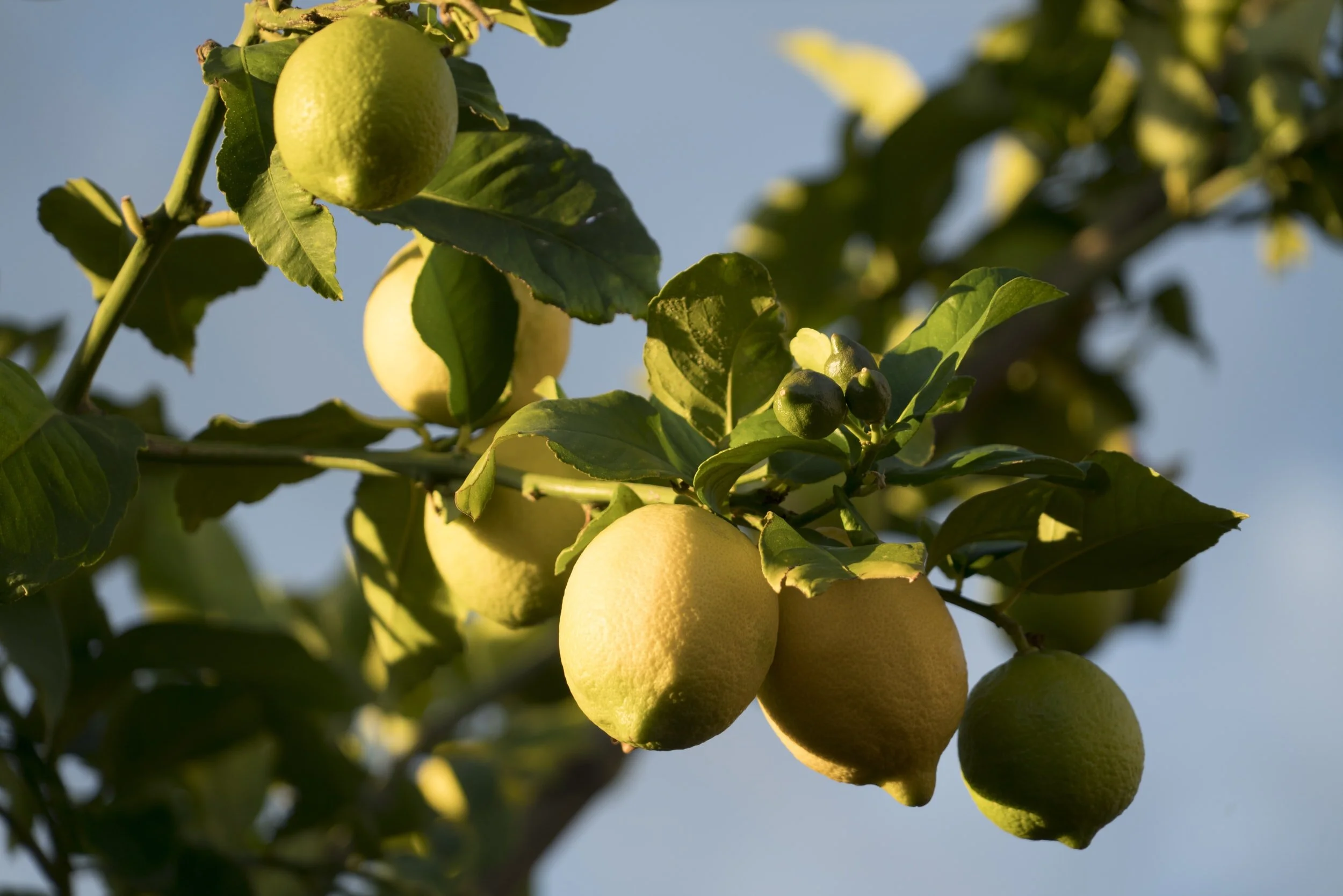 Lemon grown in the sunny state of Queensland