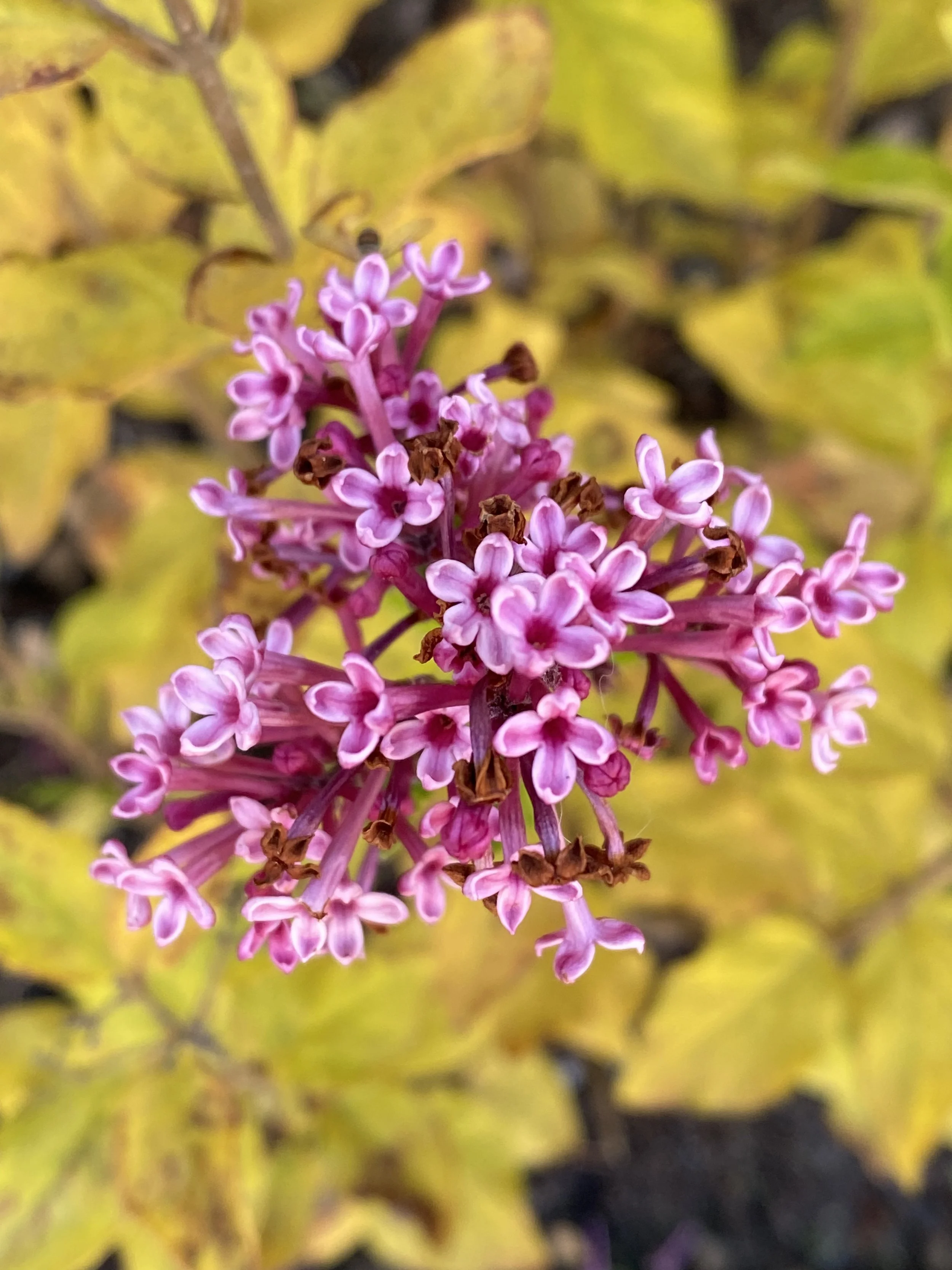 Close-up of a cluster of small pink and white flowers with yellow leaves in the background.