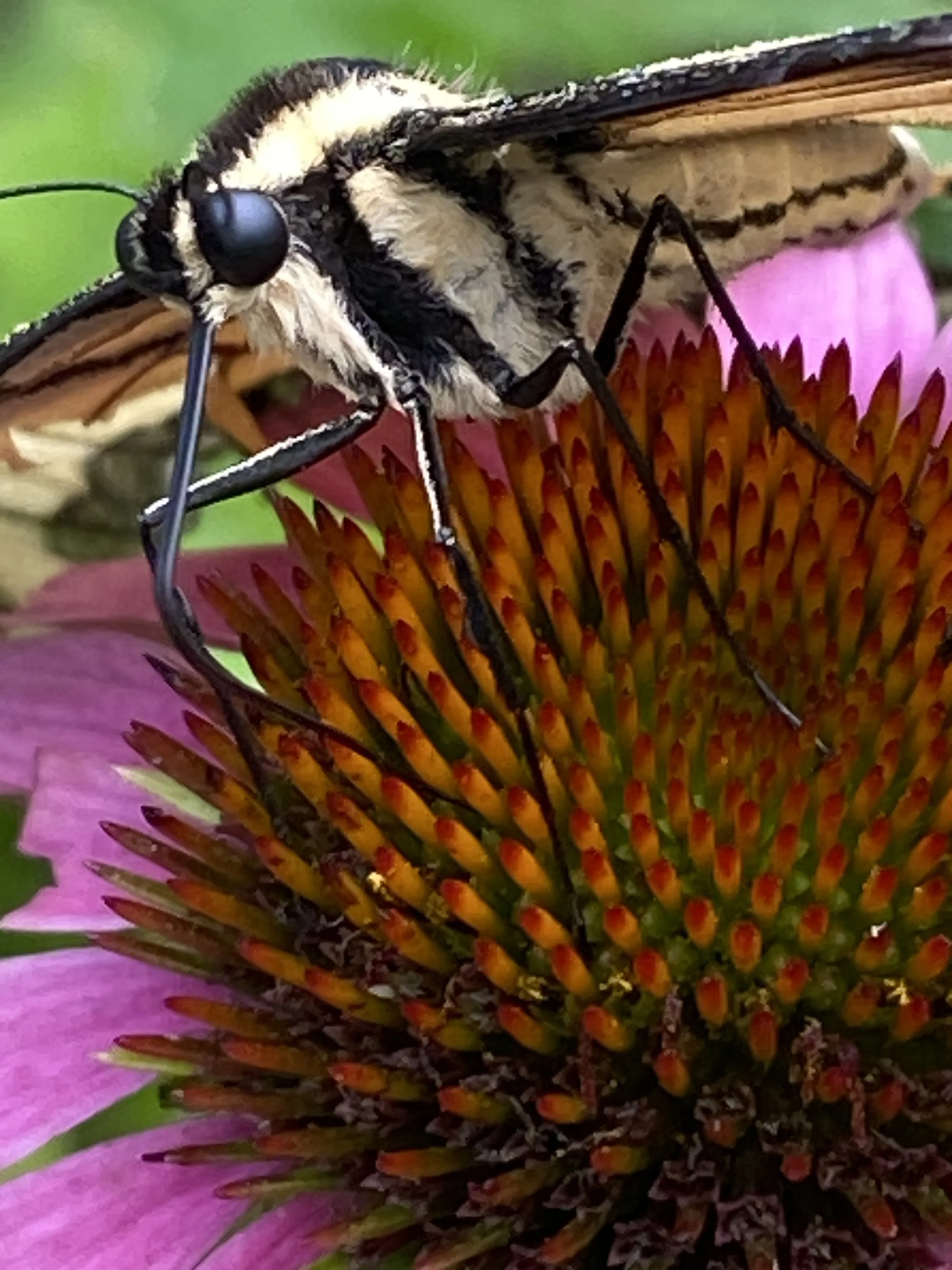 Close-up of a butterfly perched on a pink coneflower with prominent orange and yellow center.