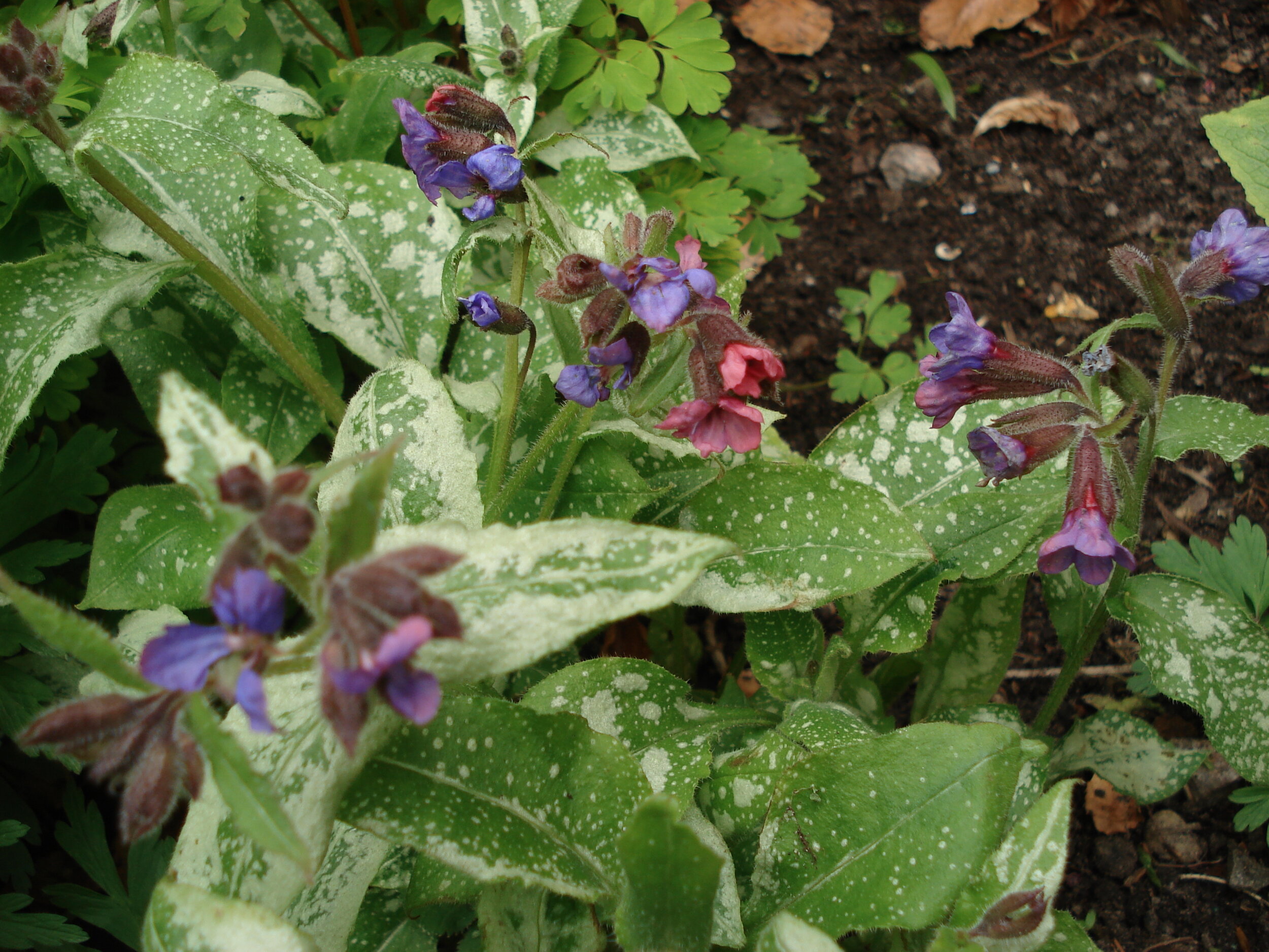  Lungwort pops up through the snow and offers repair for winter lungs 