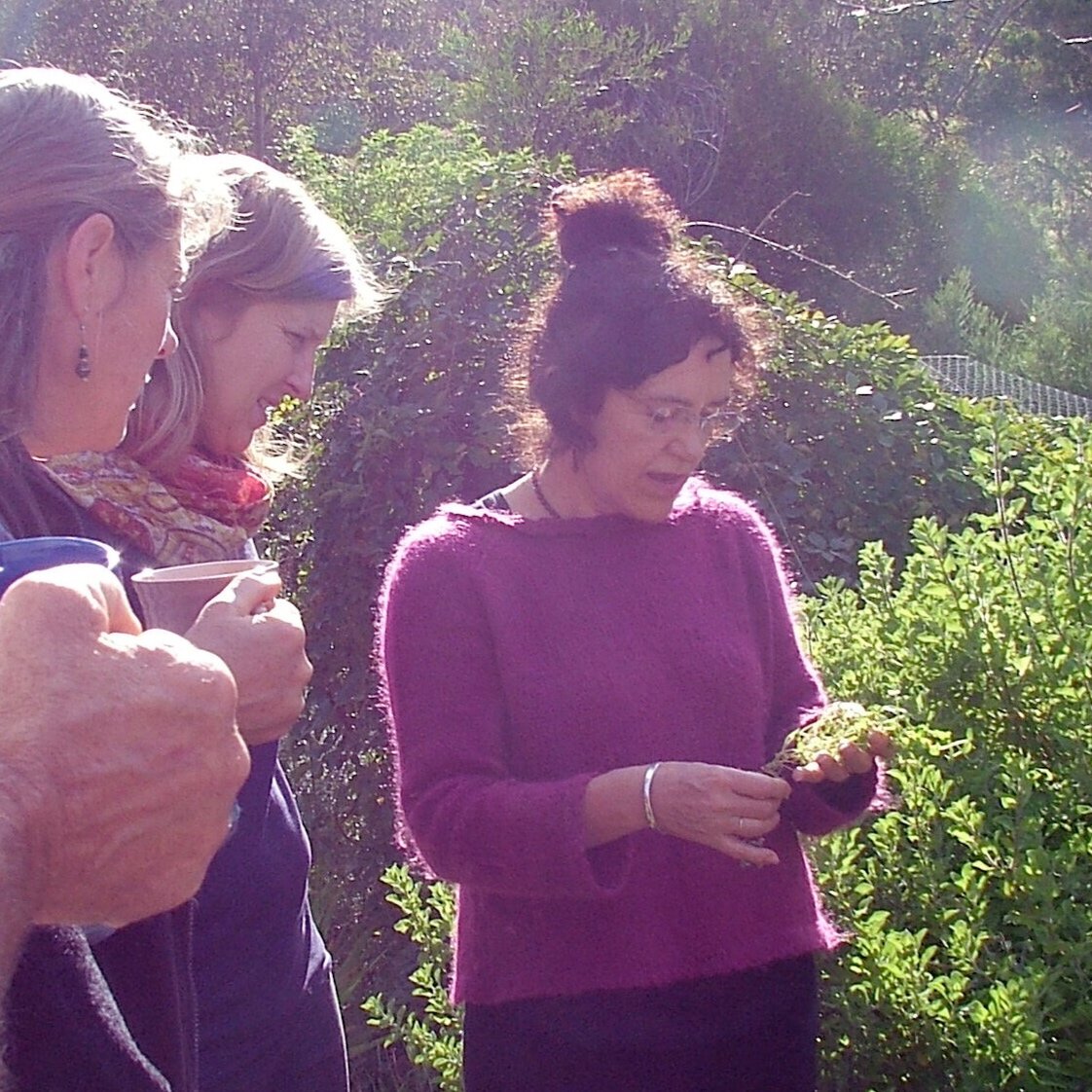  studying herbs in the field 