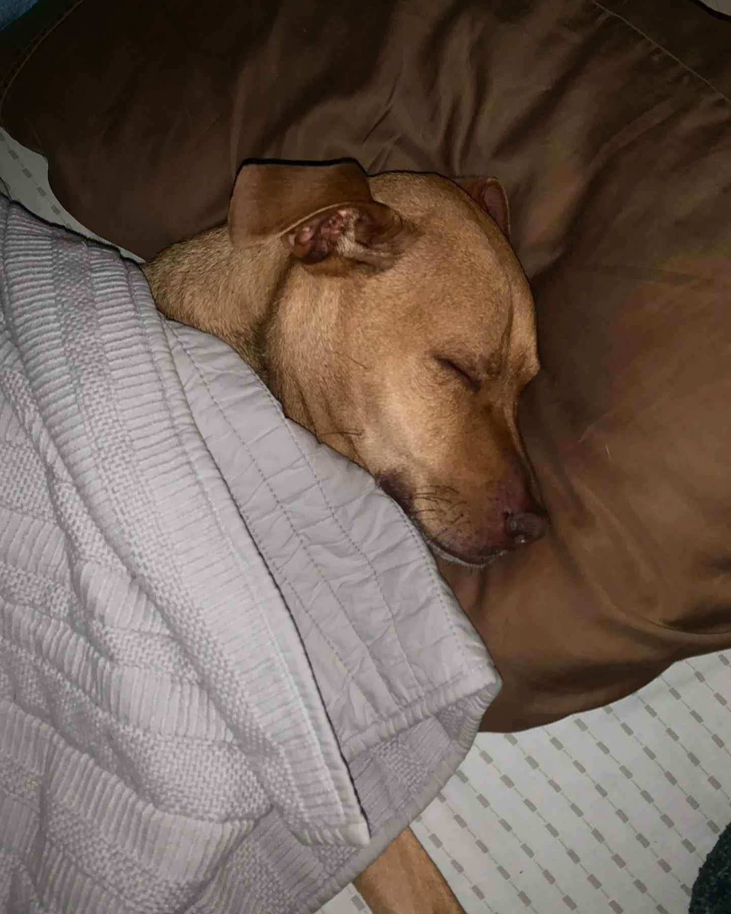 🌙 The Power of Sleep for Recovery 🌙

Hey everyone! I wanted to take a moment to talk about something I always emphasize with my clients: the importance of sleep in the recovery process.

We often hear about the importance of exercise and nutrition,