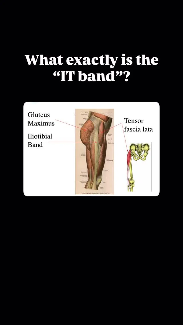 🦵 What’s the Deal with the IT Band? 🤔
That tight feeling on the outside of your thigh? Probably your IT band talking.
The iliotibial band is a thick band of fascia running from your hip to your knee, and acts as an attachment point for musc