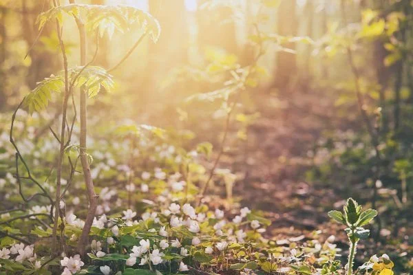 SPRING IS A SEASON OF INCREASED MOVEMENT