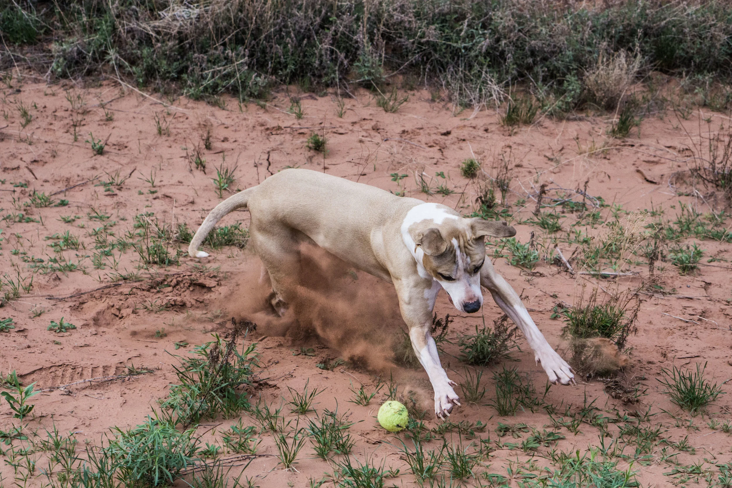 Burning some energy before I make her get back into the Fj. Neon green rabbit chasing simulations are the best for that.