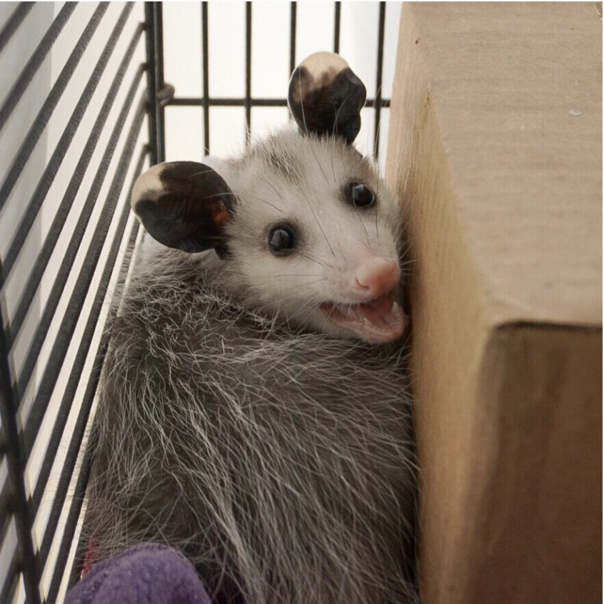 Sponsor an Animal: Opossum — Santa Barbara Wildlife Care Network