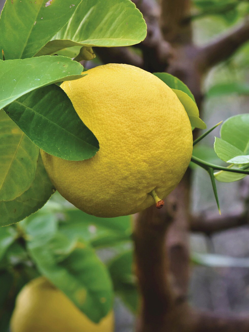 grapefruit-4396202_1920.jpg