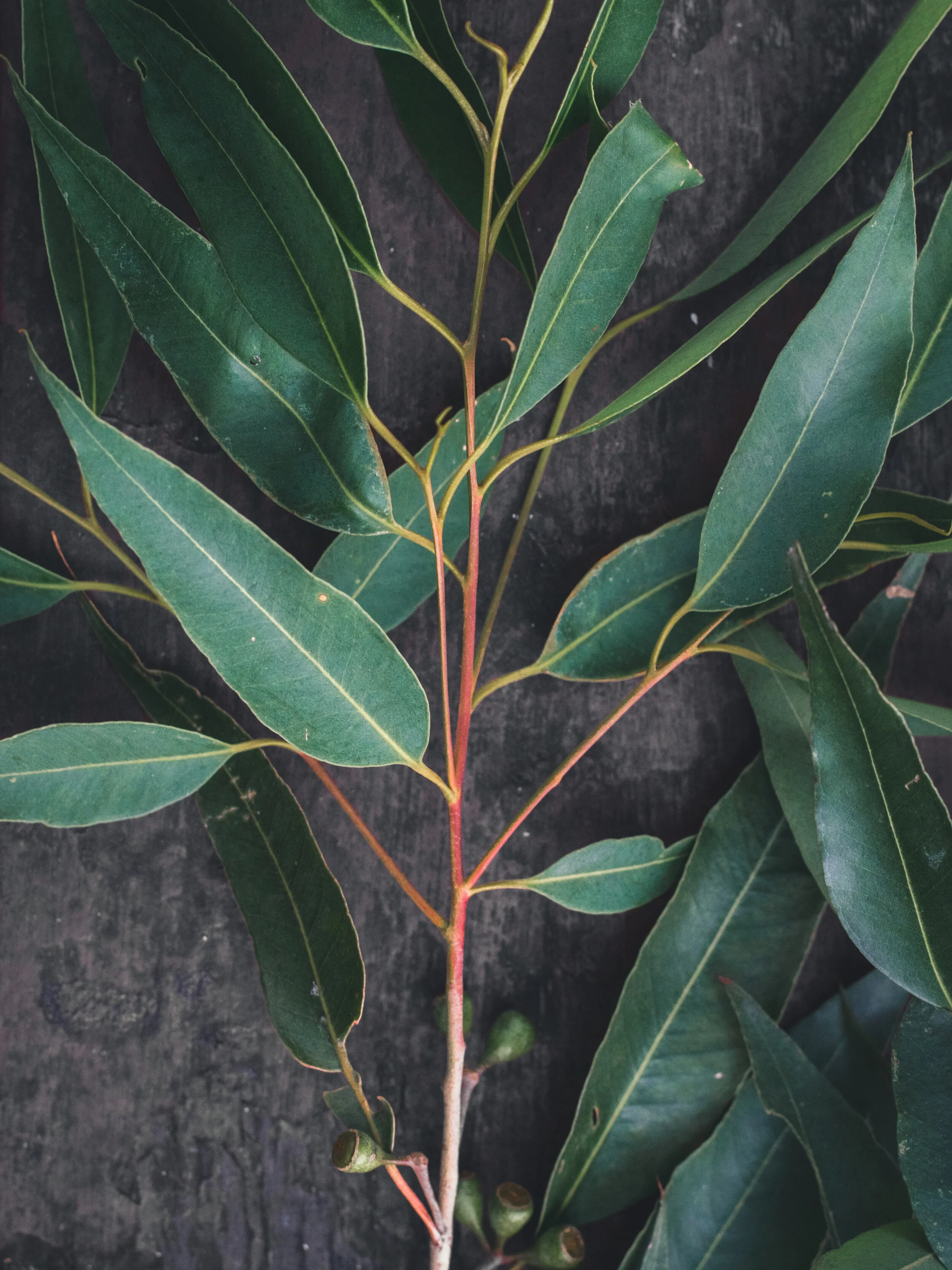 Eucalyptus Leaves_april-pethybridge-fYO0sHDF9Dw-unsplash.jpg