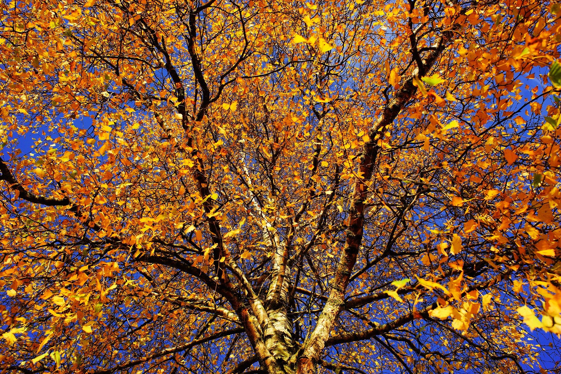 tree-ge6d41b44c_1920.jpg