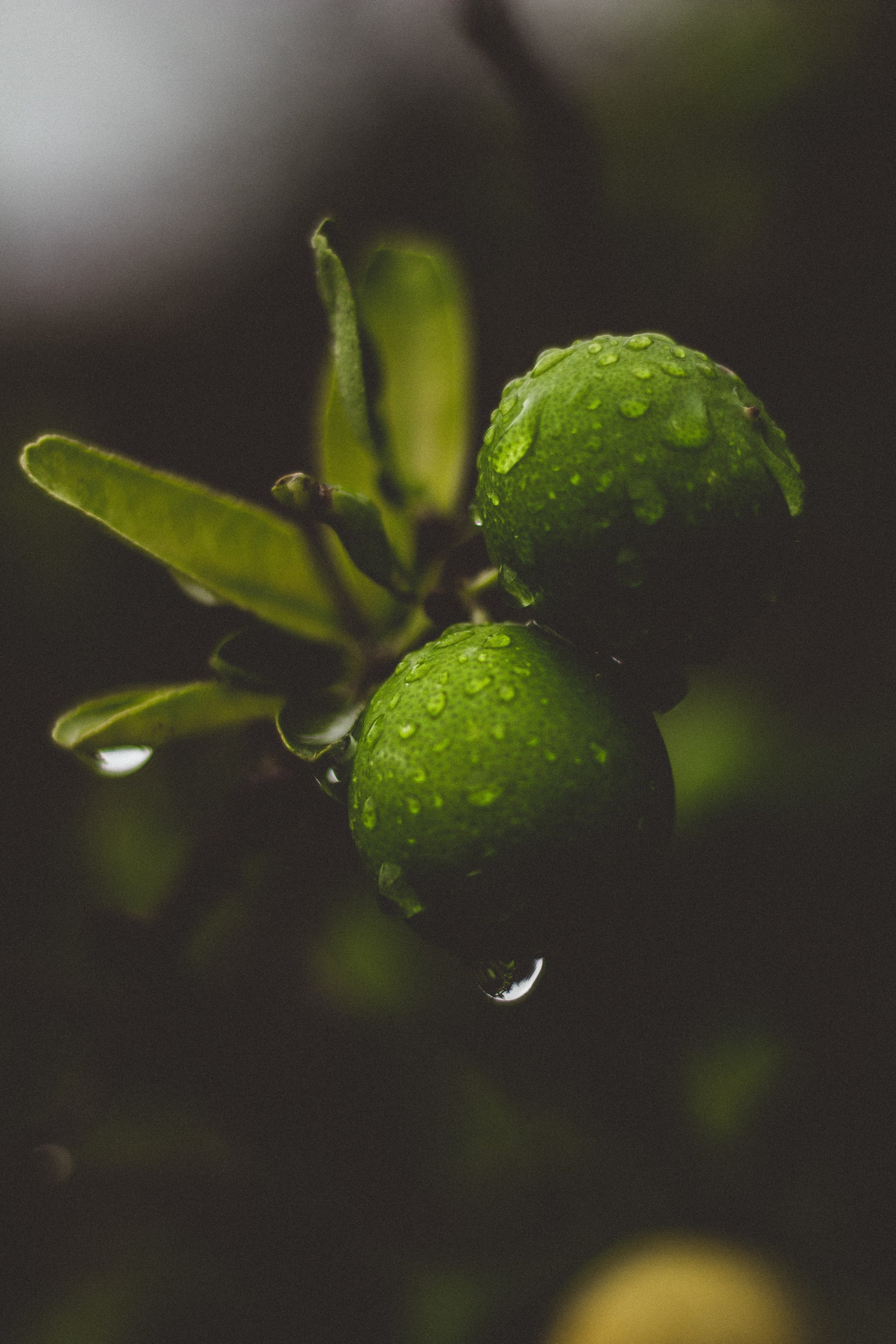geronimo-giqueaux-dCSGQarpkQ8-unsplash.jpg