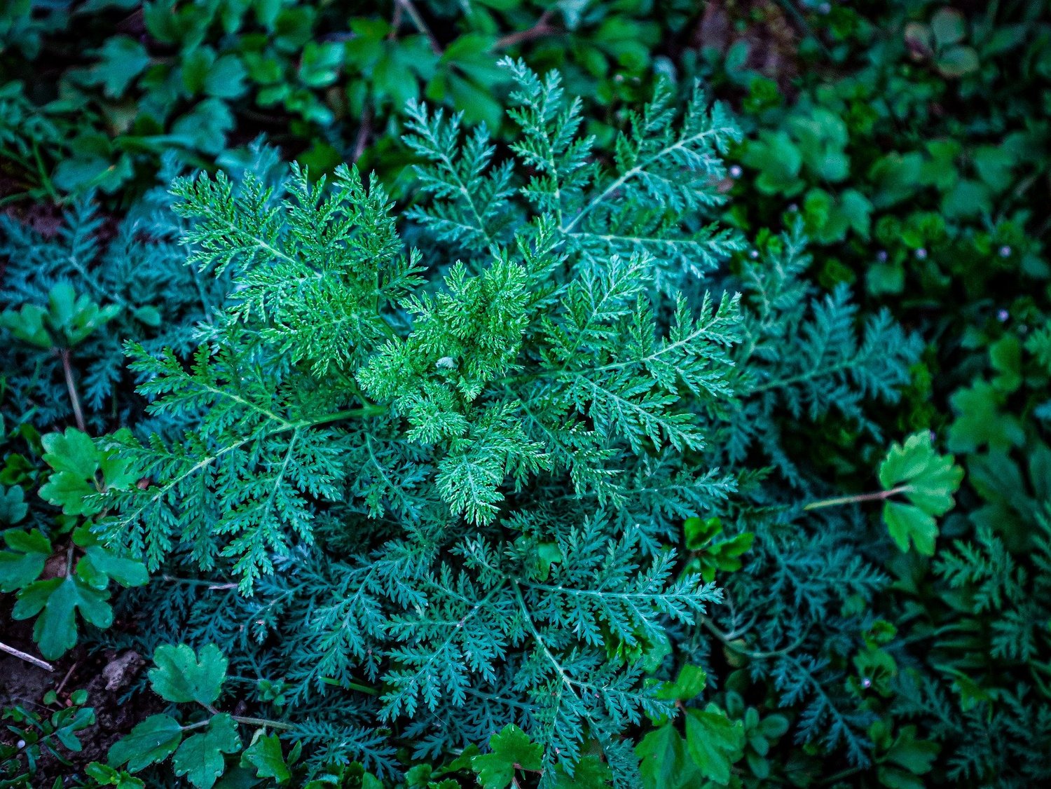 Close-up of Artemisia annua (sweet wormwood) showing feathery, divided green leaves