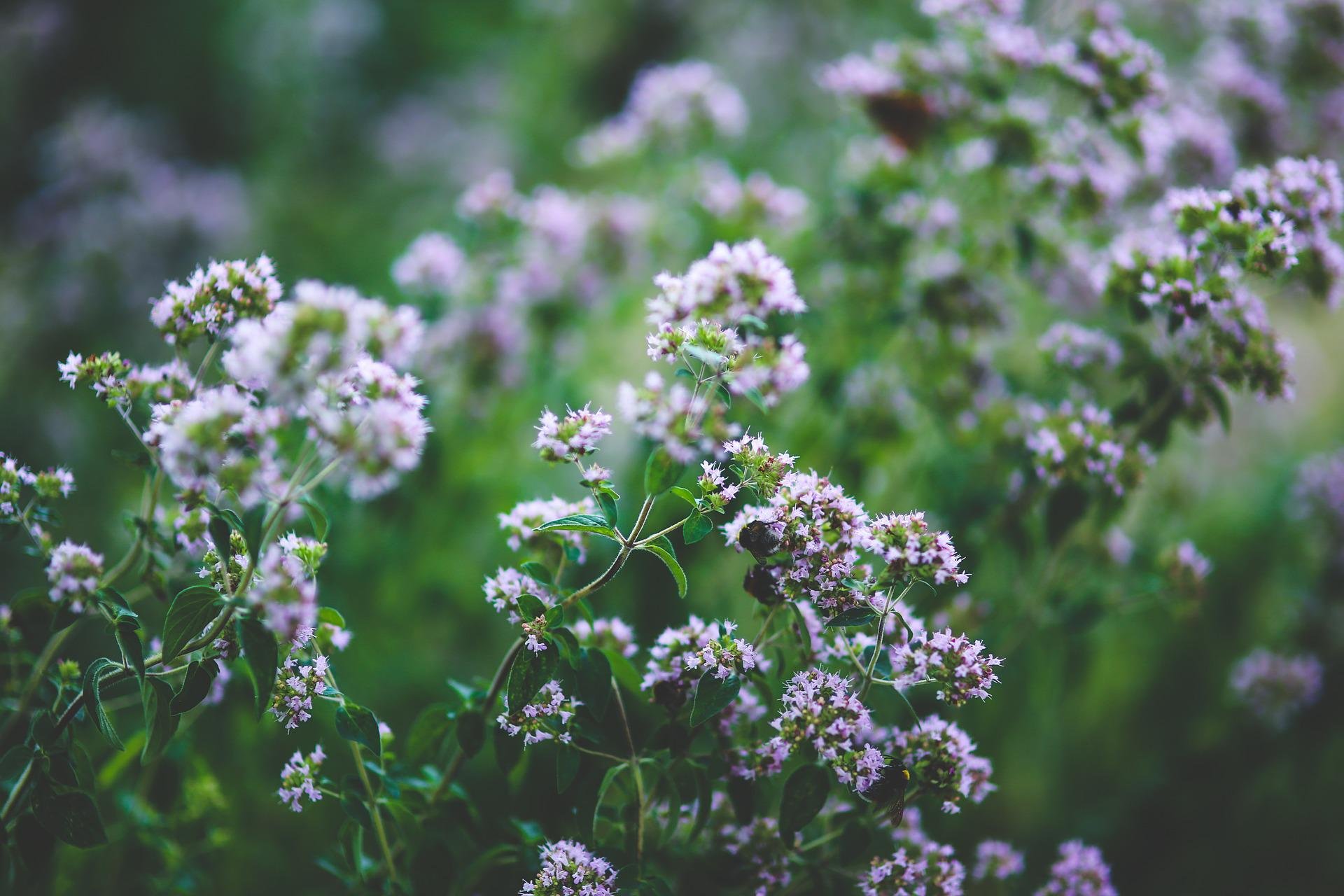 blooming-gb4a256715_1920.jpg