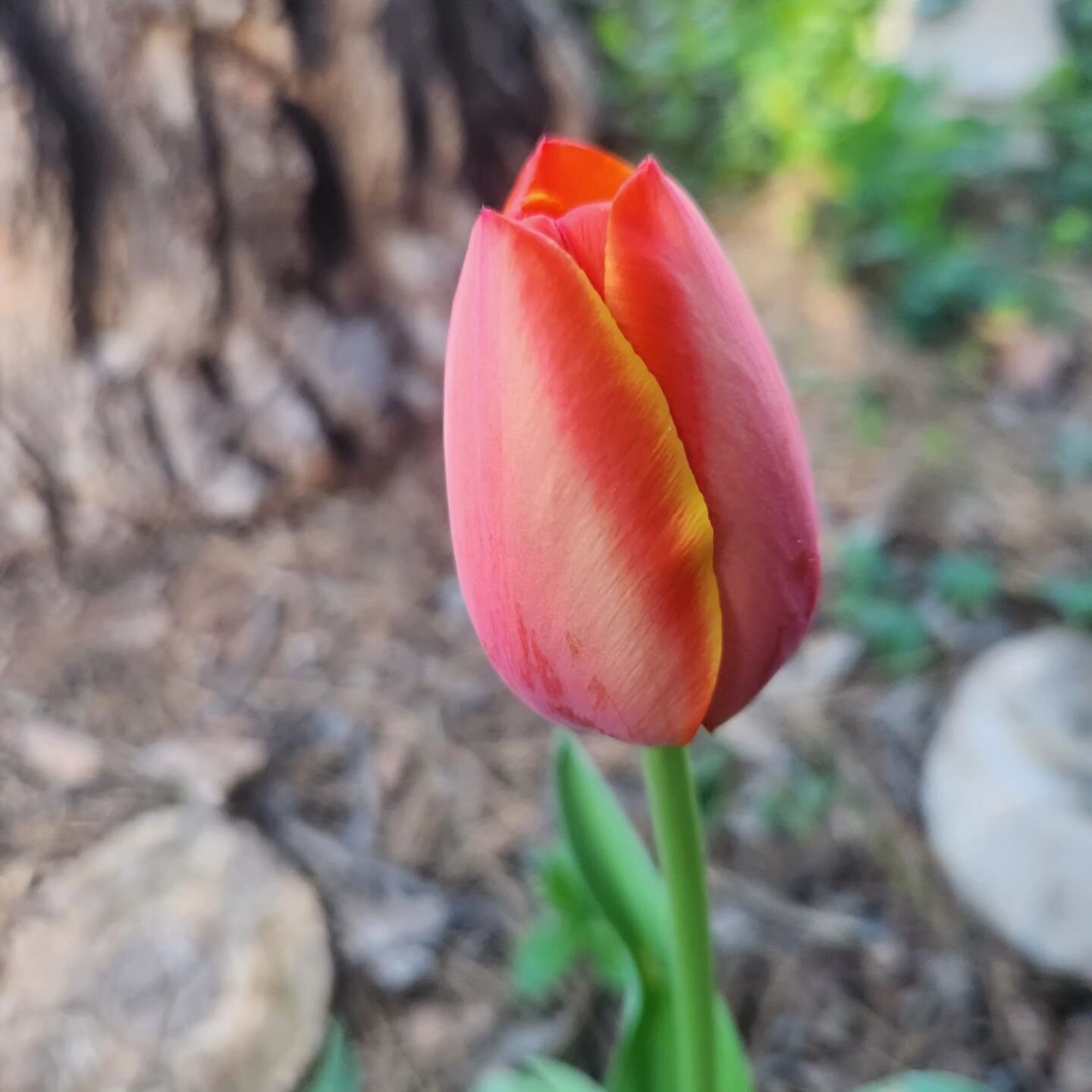 Happy Easter! Have a beautiful day! 🐰🌷💚
#gardeningismytherapy #spring #springbeauty #easterfun #gardening #frommygardentomytable