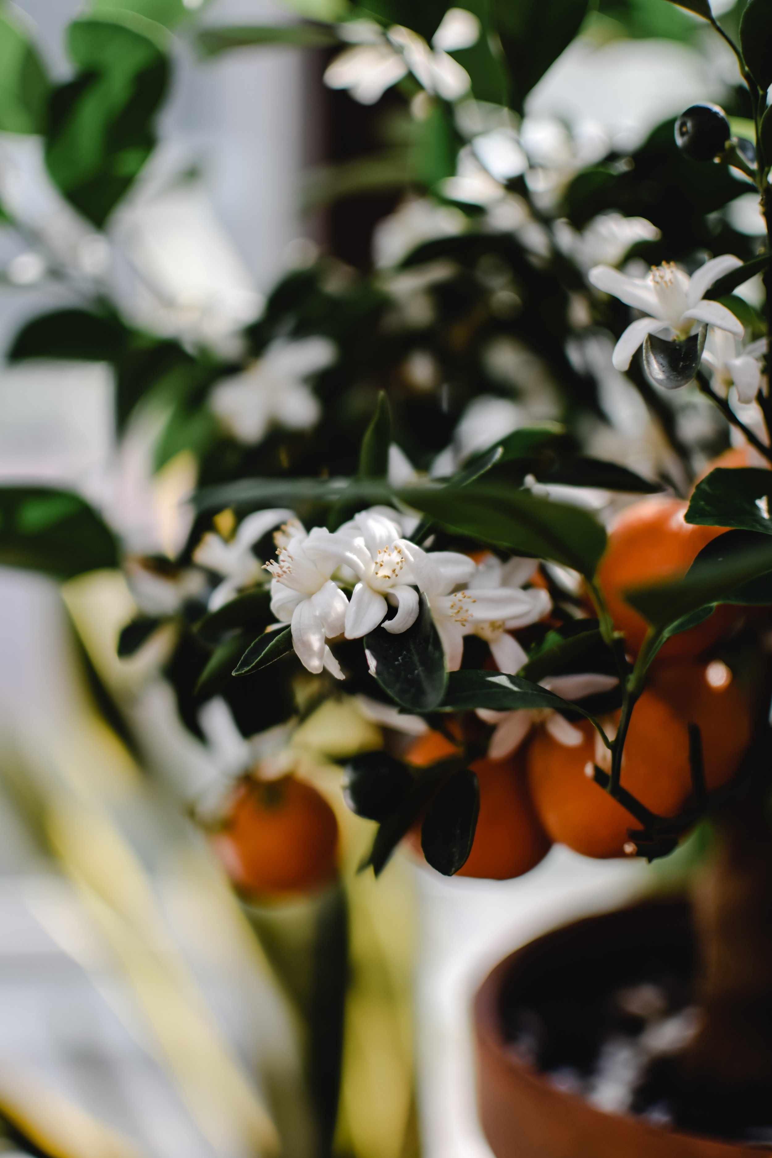 Neroli Hydrolat