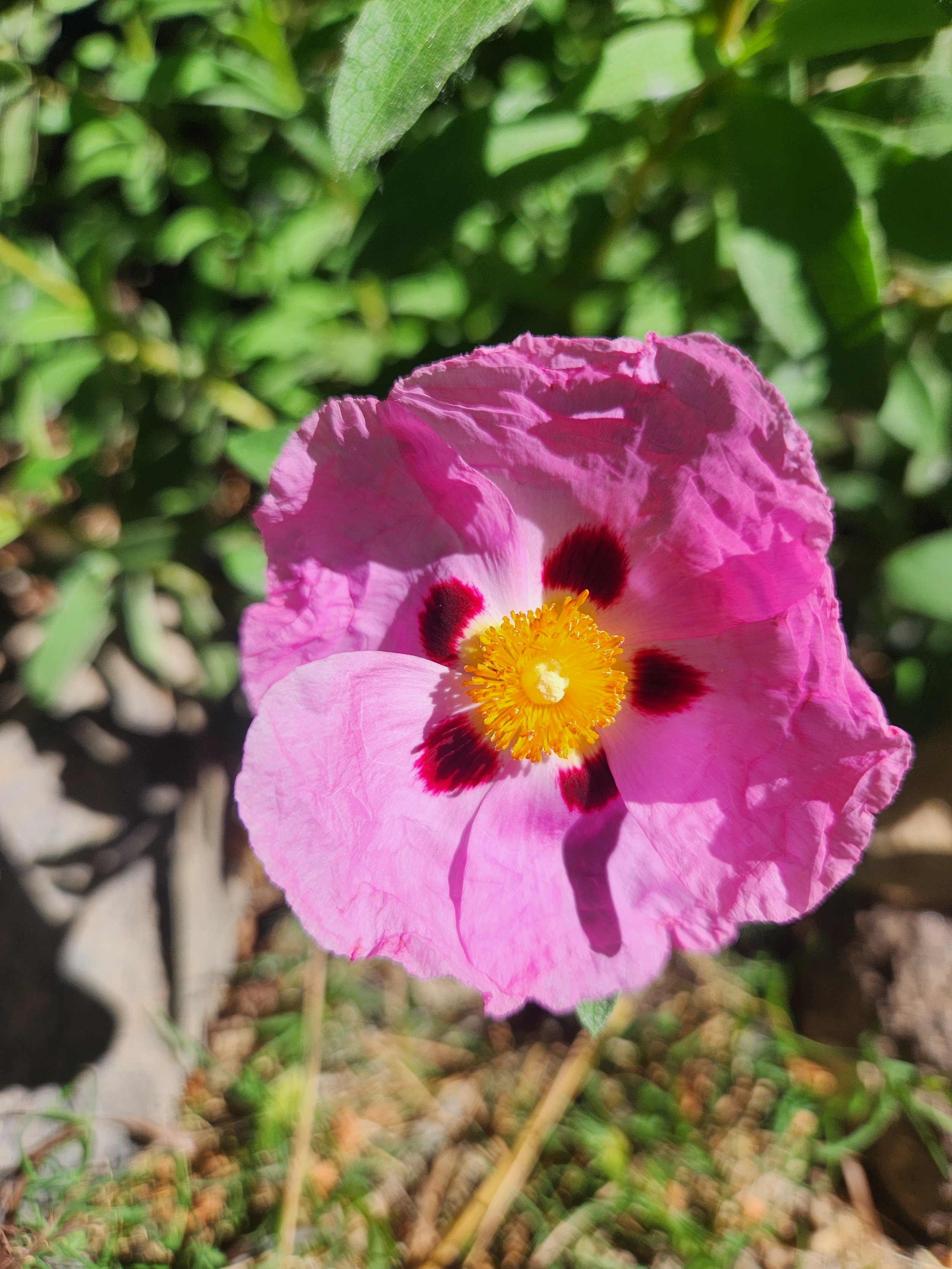 Cistus (Rock Rose) (Steam Distilled)