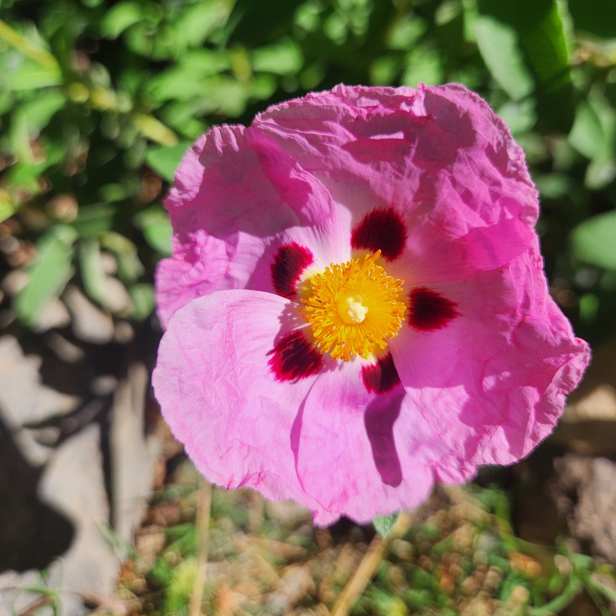 cistus+from+my+garden.jpg