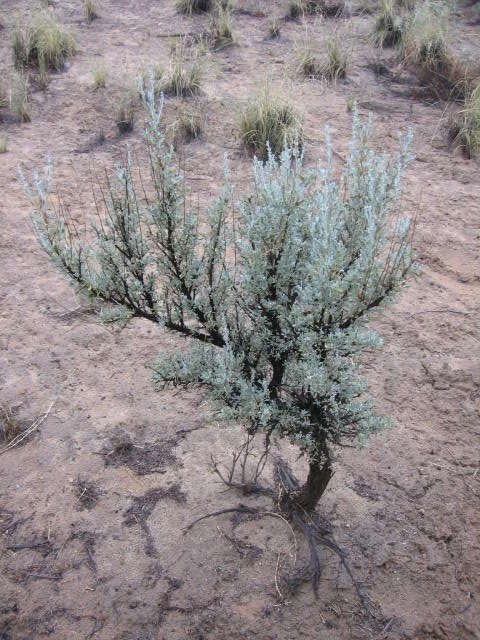 Sage (Purple) Hydrolat
