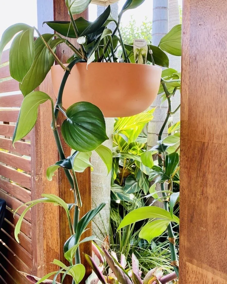 #nature#outdoors#home#bliss#gardening #hangingplant#freedom